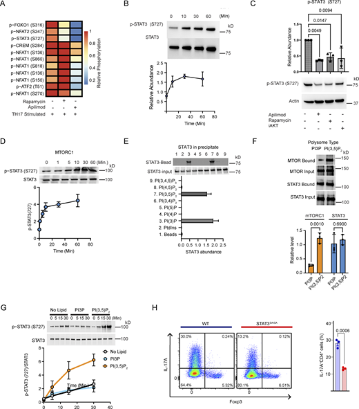 PIKFYVE signaling regulates STAT3 activation via mTORC1. (A) D10 CD4+ T cells were treated with vehicle, apilimod, or rapamycin for 1 h and activated under Th17 conditions (CD3/CD28+TGF-β+IL-6) for 10 min. A phosphoproteomic analysis measured the relative abundance of phosphopeptides for selected transcription factors by label-free quantitation (N = 4 biological replicates). (B) Primary naive murine CD4+ T cells isolated by negative selection were activated under Th17 polarization conditions. Immunoblotting was performed on cell lysates for p-STAT3 (S727) and total STAT3. Densitometry was performed on immunoblots and p-STAT3 (S727) was normalized to total STAT3. Data shown as mean ± SEM; N = 3 biological replicates. (C) Primary naive murine CD4+ T cells isolated by negative selection were activated under Th17 polarization conditions for 5 days in the presence of vehicle, apilimod, rapamycin, or iAKT. Immunoblotting was performed on cell lysates for p-STAT3 (S727). Densitometry was performed. A one-way ANOVA was used to calculate P values; N = 3 biological replicates. (D) Recombinant mTORC1 complex (mTOR/mLST8/Raptor) were reacted with ATP and recombinant STAT3. The phosphorylation of S727 on STAT3 by PIKFYVE was monitored by immunoblotting utilizing an antibody that recognizes p-STAT3 (S727). Densitometry was performed where p-STAT3 (S727) was normalized to total STAT3. Data are shown as mean ± SEM; N = 3 biological replicates. (E) Recombinant STAT3 was incubated with beads coated with different phosphatidylinositols. Immunoblotting was performed to determine the relative amount of STAT3 that was precipitated with each phosphatidylinositol bead. Data are shown as mean ± SEM (N = 3 biological replicates). (F) Recombinant MTOR complex (mTOR/mLST8/Raptor) or STAT3 was incubated with PtdIns(3)P or PtdIns(3,5)P2 polysomes. The amount of MTOR or STAT3 that precipitated with PtdIns(3)P or PtdIns(3,5)P2 polysomes was detected with immunoblotting. Data are shown as mean ± SEM; N = 3 biological replicates. P values were calculated with Student’s t tests. (G) Recombinant MTORC1 (mTOR/mLST8/Raptor) was reacted with recombinant STAT3 and ATP in the presence of no lipid, PI3P polysomes, or PI(3,5)P2 polysomes. Immunoblotting was performed for p-STAT3 (S727) and total STAT3. Data are shown as mean ± SEM; N = 3. (H) Primary naive murine CD4+ T cells isolated by negative selection (CD4+CD25−CD44low) from wild type or STAT3 S727A mutant (STAT3SA/SA) mice and cultured under Th17 conditions for 4 days. Flow cytometry was performed on gated CD4+ T cells to measure IL-17 and FoxP3. Data shown depict the mean ± SEM; N = 3 biological replicates. Source data are available for this figure: SourceData F5. Refer to the image caption for details.