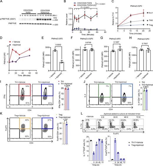 PIKFYVE activation is specific to Th17 differentiation. Primary murine CD4+ T cells isolated by negative selection were activated under Treg (CD3/CD28+TGF-β) or Th17 (CD3/CD28+TGF-β+IL-6) polarization conditions. (A) Immunoblotting was performed for p-PIKFYVE and total PIKFYVE. (B) Densitometry was performed on immunoblots (N = 3). Phosphorylated PIKFYVE was normalized to total PIKFYVE levels. Shown are mean ± SD; two-way ANOVA calculated P values. (C) Primary murine CD4+ T cells isolated by negative selection were activated under Treg (CD3/CD28+TGF-β), Th17 (CD3/CD28+TGF-β+IL-6), or Th0 (CD3/CD28) conditions. Imaging flow cytometry was utilized to measure the relative abundance of PtdIns(3,5)P2 abundance. Shown are mean ± SD. (D) Primary murine CD4+ T cells isolated by negative selection were activated under Th17 polarization conditions with apilimod (100 nM) or vehicle control. The relative abundance of PtdIns(3,5)P2 was measured using a CX5 high-content imaging screen across three biological replicates per data point. Primary murine CD4+ T cells were activated under Th17 polarization conditions for 10 min with apilimod (100 nM) or vehicle control. (E–H) The relative abundance of (E) PtdIns(3,5)P2, (F) PtdIns(3,4,5)P3, (G) PtdIns(3,4)P2, and (H) PtdIns(4,5)P2 were measured using a CX5 imaging screen (N = 3) and expressed by mean intensity fluorescence (MFI). (I–K) Primary naive murine CD4+ T cells (CD4+CD25−CD44low) were polarized for 4 days under (I) Th1, (J) Th2, and (K) Treg conditions with vehicle control or apilimod (100 nM). Flow cytometry was performed on gated CD4+ T cells to measure (I) IFNy, (J) IL-4, and (K) FoxP3. Shown are mean ± SD (N = 3); a Student’s t test calculated P values in panels E–K. (L) Primary naive murine CD4+ T cells were cultured under Th17 conditions with vehicle or apilimod (100 nM) was added to the culture at the specified time points during the Th17 differentiation trajectory (N = 3). Flow cytometry measured IL-17a and Foxp3 in CD4+ T cells. Source data are available for this figure: SourceData FS1.