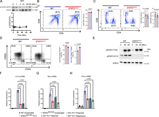 S727A germ line mutation (STAT3SA/SA) does not alter T cell development under homeostatic conditions. (A) Recombinant catalytically active AKT was reacted with ATP and recombinant STAT3 protein. The phosphorylation of S727 was monitored by immunoblotting utilizing an antibody that recognizes p-STAT3 (S727). Densitometry was performed where p-STAT3 (S727) normalized to total STAT3 (N = 3). Mice with a S727A germ line mutation deletion does not alter homeostatic development. (B–D) Cells were isolated from the (B) thymus, (C) spleen, or (D) lymph nodes from mice with a S727A germ line mutation (STAT3SA/SA) under homeostatic conditions. Cells were analyzed by flow cytometry for viability, CD3, CD4, CD44, or CD62L. Data represent mean ± SEM, n = 3. P values were calculated with a Student’s t test. (E) Primary naive murine CD4+ T cells isolated by negative selection (CD4+CD25−CD44low) from wild type or STAT3 S727A STAT3SA/SA mutant mice and cultured under Th17 conditions. Immunoblotting was performed on cell lysates for p-STAT3 (Y705), p-STAT3 (S727), and total STAT3. (E) Primary naive murine CD4+ T cells isolated by negative selection (CD4+CD25−CD44low) from wild type or STAT3 S727A STAT3SA/SA mutant mice and cultured under Th17 conditions for 4 days. (F–H) qPCR was utilized to measure the levels of (F) IL17a, (G) Rorc, and (H) cMYC transcripts. Source data are available for this figure: SourceData FS4.