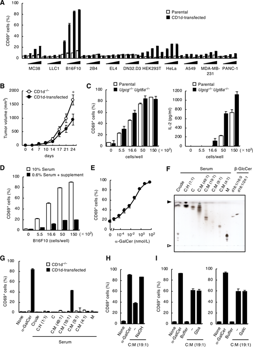 Serum contains antigens for iNKT cells. (A) DN32.D3 cells were co-cultured with 5.5 × 102, 1.66 × 103, 5.0 × 103 and 1.5 × 104 parental or CD1d-transduced MC38, LLC1, B16F10, 2B4, EL4, DN32.D3, HEK293T, HeLa, A549, MDA-MB-231, and PANC-1 cells for 16 h and analyzed for CD69 expression. (B) 5 × 105 CD1d−/− or CD1d-transduced B16F10 cells were injected subcutaneously into the right flank of C57BL/6J mice (n = 8). Tumor volume was measured every 3–4 days. (C) DN32.D3 cells were co-cultured with the indicated cell number of WT or Ugcg−/− Ugt8a−/− CD1d-transduced B16F10 cells for 16 h and analyzed as in A (left). Concentrations of IL-2 in the supernatants were measured (right). (D) CD1d-transduced B16F10 cells were cultured in RPMI 1640 supplemented with 10% FCS or in RPMI 1640 with 0.6% FCS and 9.4% animal component-free cell culture supplement for 7 days. DN32.D3 cells were then co-cultured with those B16F10 cells for 16 h and analyzed as in A. (E) DN32.D3 cells were co-cultured with CD1d-transduced B16F10 cells that were cultured in RPMI 1640 supplemented with 0.6% FCS and 9.4% animal component-free cell culture supplement for 7 days as in D in the absence or presence of α-GalCer (t18:0/26:0) (KRN7000) for 16 h and analyzed as in A. (F) Lipids extracted from serum were separated into seven fractions by open column chromatography and analyzed by HPTLC using C:M:W (65:25:4; vol/vol/vol) followed by staining with copper acetate reagent. Commercial β-GlcCer was used as a reference (right lanes). Open and closed arrowheads denote the origin and solvent front, respectively. (G) CD1d−/− or CD1d-transduced DN32.D3 cells were stimulated with each fraction separated from serum lipids in F for 16 h and analyzed as in A. α-GalCer (t18:0/26:0) was used as a positive control. (H) CD1d-transduced DN32.D3 cells were stimulated with the C:M = 19:1 fraction of serum lipids with or without hydrolysis treatment for 16 h and analyzed as in A. α-GalCer (t18:0/26:0) was used as a positive control. (I) CD1d-transduced DN32.D3 cells were stimulated with the C:M = 19:1 fraction of serum lipids treated with Gba (left) or Galc (right) for 16 h and analyzed as in A. α-GalCer (t18:0/26:0) was used as a positive control. Data are presented as mean ± SD (A–E and G–I) and are representative of three independent experiments (A–I). Statistical significance was determined by Student’s t test. *, P < 0.05. Source data are available for this figure: SourceData F1.