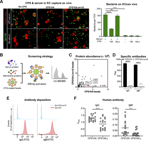 Specific binding of serum antibodies to the capsule of Spn10A. (A) Representative confocal images (left) and quantitative analysis (right) showing mouse primary KCs binding with Spn10A. The KCs were incubated with TH86010A supplemented with or without 10% serum, and 100 μg/ml CPS10A or CPS10A∆wcrG. Scale bar, 10 μm. n = 6. (B) Schematic illustration of the strategy for screening CPS10A-binding proteins. (C) Plot of proteins significantly enriched by CPS10A-coated beads. The top six enriched proteins compared with that of CPS10A∆wcrG-coated beads are labeled in red. n = 3. The detailed results are listed in Table S1. (D) ELISA detection of IgG and IgM to CPS10A or CPS10A∆wcrG in WT mouse serum. n = 3. (E) Flow cytometry detection of the IgG and IgM deposition on the surface of TH86010A or TH86010A∆wcrG incubated with mouse serum. (F) ELISA detection of IgG and IgM to CPS10A or CPS10A∆wcrG in sera of 2-mo-old children. n = 18. Data were representative results (A and D–F) or pooled from three independent experiments (C). Ordinary two-way ANOVA with Sidak’s multiple comparisons test (A and D) and paired t test (F) were performed. ***, P < 0.001; ****, P < 0.0001; ns, not significant. Refer to the image caption for details.