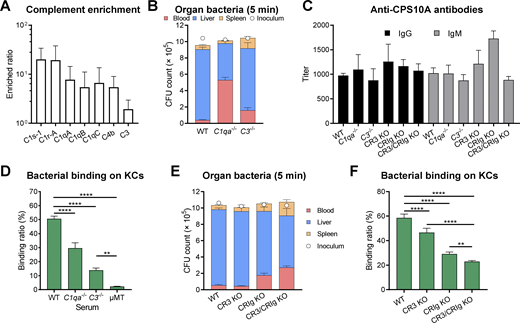 Indispensable role of the complement system in nAb-mediated Spn10A capture. (A) Mass spectrometry results showing enriched complement components by CPS10A-beads compared with that of CPS10A∆wcrG-beads. n = 3. The detailed results are listed in Table S1. (B) Bacterial distribution at 5 min of WT, C1qa−/−, or C3−/− mice i.v. infected with 106 CFU of TH86010A. n = 6. (C) ELISA detection of IgG and IgM to CPS10A in serum of complement- and C3-receptor-deficient mice. n = 5. (D) TH86010A binding to primary mouse KCs with incubation of 10% WT, C1qa−/−, C3−/−, or μMT serum. n = 6. (E) Bacterial distribution at 5 min of C3-receptor-deficient mice i.v. infected with 106 CFU of TH86010A. n = 6. (F) TH86010A binding to primary mouse KCs from C3-receptor-deficient mice with incubation of 10% WT serum. n = 6. Data are representative results (C) or pooled from two independent experiments (A, B, and D–F). Ordinary one-way ANOVA with Tukey’s multiple comparisons test (D and F) was performed. **, P < 0.01; ****, P < 0.0001. Refer to the image caption for details.