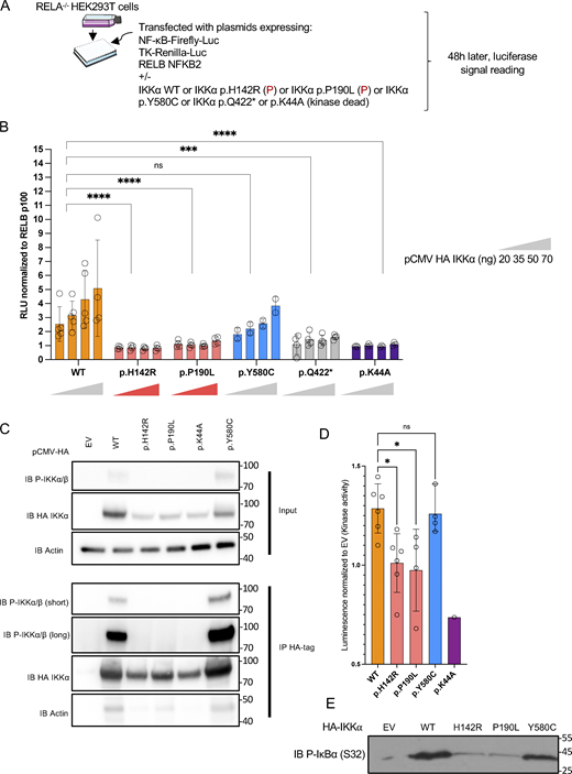 Non-canonical NF-κB activity in an ectopic expression system and kinase assays. (A) Schematic description of the experiment. RELA−/− HEK293T cells were transfected with an NF-κB firefly luciferase reporter and thymidine-kinase Renilla luciferase reporter plasmid together with RELB and NFKB2 coding plasmids. Additional transfection of either an EV plasmid or containing the coding sequence of wt IKKα or mutants IKKα allowed the assessment of their own activity toward the activation of the non-canonical NF-κB pathway. (B) Relative luciferase activity resulting from the transfection of an increasing dose of a plasmid coding IKKα wt, p.H142R, p.P190L, p.Y580C, p.Q422*, or p.K44A (from 20 to 70 ng as indicated), co-transfected with RELB and p100. The NF-κB Firefly signal was normalized to the Renilla signal and then to transfection with RELB p100 only. An EV was co-transfected in each condition to reach a constant amount of plasmid. Statistical analysis was performed using a One-Way ANOVA with multiple comparisons by Dunn’s test (****P < 0.0001, ***P < 0.001). Representative of at least three experiments. (C) Western blot of phosphorylated IKKα/β before (whole cell lysate/input) and after immunoprecipitation of HA-tag IKKα transfected in HEK293T cells (IP HA-Tag). Representative of three experiments. (D) IKKα kinase activity after pulldown of the different alleles expressed as the relative luminescence of the wt allele or the variants to the EV. Each point represents one experiment. Statistical analysis was performed using a one-Way ANOVA with multiple comparisons by Dunn’s test (*P < 0.05). (E) Western blot showing the phosphorylated form (S32) of a GST-IκΒα protein after incubation with the pulled-down IKKα (or EV). All figures are representative of at least two independent experiments. Error bars represent mean ± SD in all barplots. Source data are available for this figure: SourceData F3. Refer to the image caption for details.