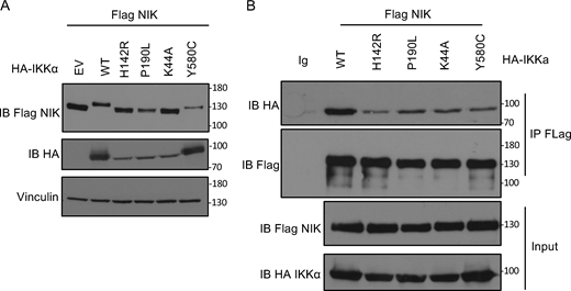 Co-immunoprecipitation between IKKα and NIK. (A) Whole cell lysate of HEK293T cells co-transfected with Flag-NIK and EV or HA-IKKa wt or mutants (as indicated) were subjected to western blot. Immunoblot of Flag-NIK, HA-IKKα, and vinculin as a housekeeping gene. (B) Immunoprecipitation of Flag-NIK after transfection of HEK293T cells with Flag-NIK and HA-IKKα wt or mutants (as indicated). Immunoblot of Flag-NIK and HA-IKKα. All figures are representative of at least two independent experiments. Both panels are representative of two independent experiments. Source data are available for this figure: SourceData F4. Refer to the image caption for details.