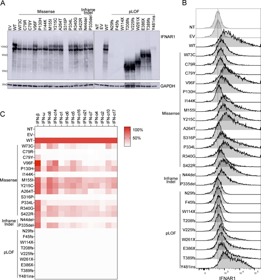 Expression of IFNAR1 variants and their impact on the response to type I IFNs. (A) Western blotting for IFNAR1 in IFNAR1-deficient HEK293T cells transiently transfected with WT or mutant IFNAR1 cDNA constructs. An antibody recognizing the N-terminus of the IFNAR1 protein was used. GAPDH was used as a loading control. A representative blot from at least two experiments is shown. NT, non-transfected; EV, empty vector. (B) Flow cytometry histogram of cell-surface IFNAR1 levels in IFNAR1-deficient HEK293T cells transiently transfected with WT or mutant IFNAR1 cDNA constructs and then subjected to extracellular staining with a specific antibody recognizing the N-terminal part (SD2) of the IFNAR1 protein. All histogram plots are representative of at least two independent experiments. (C) IFNAR1-deficient HEK293T cells were transiently transfected with WT or mutant IFNAR1 cDNA constructs and were then stimulated with the indicated IFNs for 24 h, and luciferase activity was measured. The IFN-α subtypes are arranged in order of affinity for IFNAR1 binding, from the highest (left, IFN-α8) to the lowest (right, IFN-α17) affinity (Table S1). The heatmap shows the mean luciferase activity relative to the WT from two independent experiments. Source data are available for this figure: SourceData F3.