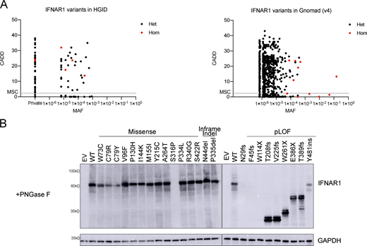 Population genetics of the IFNAR1 variants present in the HGID and gnomAD v4.0.0 databases. (A) The biallelic variants are shown in red, whereas the monoallelic variants are shown in black. The dotted line represents the gene damage index. MSC, mutation significance cutoff; CADD, combined annotation-dependent depletion; MAF, minor allele frequency. (B) Western blot for IFNAR1 in IFNAR1-deficient HEK293T cells transiently transfected with WT or mutant IFNAR1 cDNA constructs and treated with PNGase to remove oligosaccharides from glycoproteins. An antibody recognizing the N-terminus (SD2) of the IFNAR1 protein was used. GAPDH was used as a loading control. A representative blot from at least two experiments is shown. EV, empty vector; WT, wild type. Source data are available for this figure: SourceData FS1.