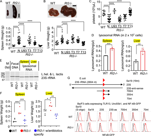 TLR13 responses to bacterial rRNAs drive hepatosplenomegaly. (A) Spleen photograph and splenic weights of wild-type (WT), Rt2−/− (Rnaset2−/−), Rt2−/−Unc93b1−/− (U93), Rt2−/−Tlr3−/− (T3), Rt2−/−Tlr7−/− (T7), and Rt2−/−Tlr13−/− (T13) mice (n = 8–25). (B) Liver photograph and liver weights of indicated mice (n = 10–25). (C) Platelet counts of indicated mice (n = 4–25). (D) RNA concentrations of lysosomal fractions from spleen and liver of wild-type and Rt2−/− mice. (E) PCR amplification of 23S rRNA of Lactobacillus helveticus and Lactococcus lactis. PCR templates were fecal DNA and cDNAs prepared from lysosomal RNAs from D. (F) Dot plots show weights of spleen and liver from wild-type and Rt2−/− mice with or without antibiotic treatment (n = 4–6). (G) Schematic diagram of fragments derived from E. coli 23S rRNA. The red triangle denotes the minimal 12-mer sequence to activate TLR13. Ba/F3 cells expressing TLR13, Unc93b1, and NFκB-GFP were stimulated with modified Sa19 (S-oligo), Sa19, and rRNA fragments of indicated length at 25 µg/ml. Red and gray histograms show GFP expression in wild-type and Rt2−/− Ba/F3 cells left unstimulated (black) and stimulated with indicated ssRNA for 24 h (red). *P < 0.05, **P < 0.01, ***P < 0.001 and ****P < 0.0001. Source data are available for this figure: SourceData F1. Refer to the image caption for details.