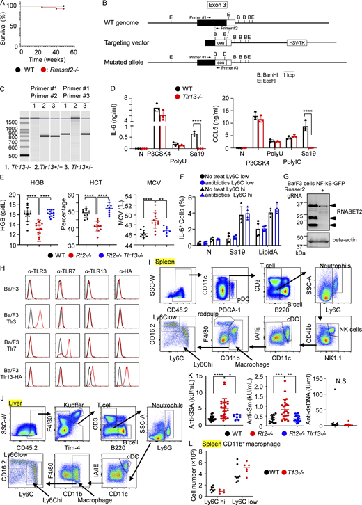 Analyses of Tlr13−/−, Rnaset2−/−, and Rnaset2−/−Tlr13−/−mice. (A) Survival curve of wild-type mice (black) and Rnaset2−/− mice (red). (B) Schematic representation of Tlr13 gene targeting. The filled and open boxes represent coding and 3′-untranslated regions of the Tlr13 gene, respectively. Neo indicates the neomycin resistance gene: B, BamH I; and E, EcoR I. (C) PCR analyses with primers indicated in B to determine genotypes of indicated mice. (D) Production of IL-6 and CCL5 by BM-derived macrophages left unstimulated or stimulated with indicated TLR ligands. Results represent mean values with SD from triplicates. (E) Hb concentration, hematocrit, and mean corpuscular volume of RBCs in indicated mice (n = 8–16). (F) Percentage of IL-6+ cells in splenic Ly6Clow or Ly6Chi macrophages from wild-type mice with or without antibiotics treatment after in vitro stimulation with the TLR13 ligand Sa19 (5 µg/ml) or the TLR4 ligand lipid A (1 µg/ml) together with Brefeldin A for 3 h (n = 3). (G) Immunoblotting of whole cell lysates from wild-type and Rnaset2−/− Ba/F3 with anti-RNase T2 mAb. β-actin was also immunoprobed to show that the amounts of samples are equal. (H) Ba/F3 expressing Tlr3, Tlr7, or Tlr13-HA tag were subjected to membrane-permeabilized staining with mAbs to TLR3 (PaT3), TLR7 (A94B10), TLR13 (M13), and αHA. (I and J) The gating strategy of splenic cells (I) and hepatic cells (J). (K) Serum titer of autoantibodies to SSA, Sm, and dsDNAs in indicated mice (n = 8–26). (L) The numbers of CD11b+ Ly6Chi and CD11b+ Ly6Clow macrophages in the spleens of indicated mice (n = 5–8). *P < 0.05, **P < 0.01, ***P < 0.001 and ****P < 0.0001. Source data are available for this figure: SourceData FS1. Refer to the image caption for details.
