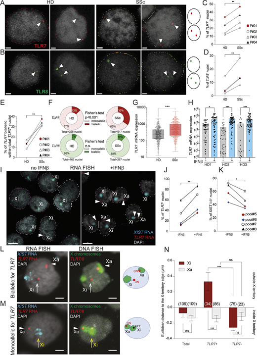 Evidence for enhanced reactivation of TLR7 from the inactive X chromosome in pDCs of SSc women. (A and B) Representative RNA FISH analysis of pDCs from SSc women and HDs. Z-projection of 3D RNA FISH confocal microscopy planes of cell nuclei hybridized with fluorescent probes for transcripts arising from (A) TLR7 (red) and (B) TLR8 (green). Nuclei were counterstained with DAPI (gray). The arrowheads indicate TLR7 or TLR8 transcript foci occurring on a single X chromosome (monoallelic cells; left panels) or on both X chromosomes (biallelic cells; right panels). Scale bar, 1 µm. (C and D) Quantification of nuclei with one or two RNA FISH signals (mono + biallelic) in pDCs obtained from age-matched control HD (n = 16) and SSc women (n = 21) from four independent experiments (P#01 to P#04); see Table S1. (E) Frequency of TLR7 biallelic nuclei with reference to the total number of positive nuclei (mono + biallelic) in control HD and SSc women from P#01 to P#04 as described in C and D. Statistical differences were analyzed using a paired Student’s t test and indicated as **P < 0.01. (F) Quantification of allelic expression for TLR7 and TLR8 primary transcripts in pooled pDC nuclei from HDs and SSc patients from experiments P#01 to P#04 (C and D). Statistical differences were analyzed using a Fisher’s exact test and indicated as *P < 0.05. (G)TLR7 mRNA relative expression from pooled single-cell sorted pDCs from HDs (n = 500 cells, mean cell number/donor = 100, n = 5) and SSc patients (n = 732, mean cell number/donor = 134, n = 5). Statistical analysis was performed using a Mann–Whitney test and indicated as ***P < 0.001. (H) pDCs from HDs (n = 3) were single-cell sorted before and after overnight incubation with IFN-β (1 ng/ml) and TLR7 expression level was quantified by RT-qPCR as described (Abbas et al., 2022). Statistical differences were analyzed using a paired Student’s t test and is indicated as *P < 0.05, ***P < 0.001. (I–K) pDCs were purified from frozen PBMCs and cultured for 2 days with IL-3 (5 ng/ml) and then incubated with IFN-β (1 ng/ml) for 2 h and processed for RNA FISH analysis with TLR7 (red) and XIST (cyan) specific probes. Representative images showing TLR7 RNA signals colocalized (expressed from the Xi) or far from the XIST cloud (expressed from the Xa), in cells without (left panel) or with IFN-β stimuli (right panel). (J and K) (J) Quantification of TLR7 primary transcripts expression (mono + biallelic cells) and (K) robust XIST RNA cloud formation (Types I–II). (L and M) Sequential RNA-DNA FISH of TLR7 expression from the active (Xa) and/or XIST-coated inactive (Xi) chromosomes (RNA FISH) and localization within the X territory (DNA FISH) in female human pDCs. The left panels show single confocal sections of RNA FISH for TLR7 primary transcripts (red) and XIST RNA (cyan) and right panels show DNA FISH for the TLR7/8 locus (red) and the X chromosomes (green) in the same nuclei. Top row: example of a nucleus with TLR7 expressed from both the Xa (arrowhead) and XIST-coated Xi (white arrow) (biallelic). Bottom row: example of a nucleus with a TLR7 RNA signal from the Xa (arrowhead) but not from the Xi (yellow arrow) (monoallelic). DAPI is shown in gray. Scale bar = 2 µm. (N) Quantification of the Euclidean distance between the TLR7/8 locus and the edge of the nearest X-chromosome territory. n = 109 XIST+ nuclei across five fields of view with no, mono-, or biallelic expression of TLR7. Error bars represent ±SEM, statistical differences between groups were calculated using a one-way ANOVA with Sidack’s multiple comparison test. n.s., not significant; *P < 0.05; **P < 0.01; ***P < 0.001.