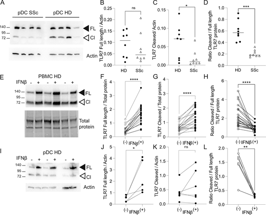 Levels and distribution of full-length versus cleaved forms of TLR7 protein are altered in pDCs from SSc donors. (A) Representative western blot of sorted pDCs from SSc patients and HDs. Black arrowhead indicates 140 kDa full-length (FL) TLR7, while white arrowhead indicates the 75 kDa cleaved mature form (Cl). Actin is used as a loading control. (B and C) Densitometric analysis of TLR7 full-length and cleaved protein normalized to actin. (D) TLR7 proteins expressed as a ratio of TLR7 cleaved over full length from SSc patients (n = 8) and HDs (n = 8) pDCs. Statistical significance was analyzed using Mann–Whitney t test. *P < 0.05; ***P < 0.001. (E–H) PBMCs (n = 33) were incubated overnight with 1 ng/ml IFN-β and analyzed for TLR7 expression. (F and G) Densitometric analysis of TLR7 full-length and cleaved protein normalized to total protein. TLR7 proteins are expressed as a ratio of TLR7 cleaved over full length. (I–L) Sorted pDCs (n = 6) were incubated overnight with 1 ng/ml IFN-β or left untreated and analyzed for TLR7 expression. (I–K) Densitometric quantification of TLR7 full length and cleaved protein normalized to actin. (L) TLR7 proteins were expressed as a ratio of TLR7 cleaved over full length. (F–H and J–L) Statistical significance was analyzed using Wilcoxon paired t test; *P < 0.05, **P < 0.01, ****P < 0.0001. Source data are available for this figure: SourceData F4.