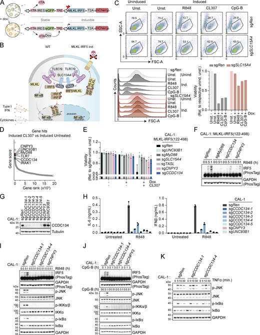 A genome-wide loss-of-function screen identified CCDC134 as an essential factor for TLR7/9 signaling. (A) Schematic of doxycycline-inducible MLKL-IRF5(122–498)-T2A-mCherry construct. (B) Schematic of TLR7-9 signaling in wildtype cells versus MLKL-IRF5(122–498)-T2A-mCherry expressing cells. (C) Representative dot-plot of FSC versus SSC gating used to assess cell viability (upper panel), with histogram for FSC and quantification of cell viability relative to the respective uninduced unstimulated control condition (lower panels). CAL-1 cells stably expressing MLKL-IRF5(122–498)-T2A-mCherry construct (CAL-1 reporter clone) and carrying sgRNA targeting SLC15A4 (sgSLC15A4) or control sgRNA targeting Renilla (sgRen) were induced or not with doxycycline (0.5 µg/ml) for 17 h and stimulated with R848 (2 µg/ml), CL307 (2 µg/ml) or CpG-B (ODN2006, 2 µM) for 6 h. unind.: uninduced; ind.: induced; unst.: unstimulated; Dox.: doxycycline. (D) Results of genome-wide loss-of-function screen in CAL-1 reporter cells (clone). Gene rank and gene score based on comparison between doxycycline-induced CL307 treated versus doxycycline-induced untreated conditions. (E) Cell viability of the indicated CAL-1 reporter cells assessed by flow cytometry (based on FSC versus SSC gating), relative to sgRen uninduced unstimulated (unind. unst.). Cells were induced or not with doxycycline (Dox.) (0.5 µg/ml, 17 h) before being stimulated or not with CL307 (2 µg/ml, 6 h). (F) Immunoblots of indicated CAL-1 reporter cells uninduced and stimulated with R848 (5 µg/ml, for 0–1 h). PhosTag, phos-Tag-containing gel. (G) Immunoblots of indicated knockout CAL-1 cells. (H) IL-6 (left panel) or IFNβ (right panel) production of indicated CAL-1 cells stimulated for 24 h with R848 (5 μg/ml). (I–K) Immunoblots of indicated knockout CAL-1 cells stimulated with R848 (5 µg/ml, for 0–1 h) (I), CpG-B (ODN2006, 5 µM, for 0–3 h) (J) or TNFα (10 ng/ml, for 0–30 min) (K). In C, F, G, and I–K data are representative of two independent experiments. In E, data show mean ± SD of three independent experiments. In H, data show mean ± SD of three stimulation replicates from one experiment representative of three independent experiments. Source data are available for this figure: SourceData F1.