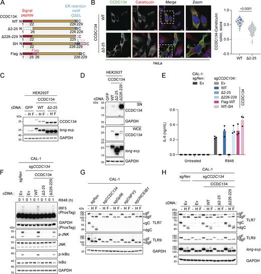 Loss of the ER-resident protein CCDC134 impaired endolysosomal TLR7/9 maturation. (A) Schematic of wildtype, deletion, or tagged CCDC134 constructs. L: linker, SH: Strep-HA tag. (B) Representative confocal microscopy images of HeLa cells transfected with wildtype or Δ2–25 mutant CCDC134 (left panel) and quantification of the colocalization between CCDC134 and calreticulin (right panel). Data are expressed as colocalization score (coloc. score) and pooled from three independent experiments. Each dot represents the analysis of a single field of view containing one to four transfected cells, and violins show the variation of individual dots across all experiments; P value <0.0001, two-tailed Mann–Whitney test. Green: anti-CCDC134; red: anti-Calreticulin; blue: DAPI. Scale bar: 10 μm. (C) Immunoblots of cell lysates treated with EndoH (H) or PNGase F (F) from HEK293T cells transfected as indicated. (D) Immunoblots of proteins precipitated from supernatant (SN) and whole-cell extracts (WCE) from HEK293T cells transfected as indicated. (E) IL-6 production of indicated CAL-1 cells stimulated for 24 h with R848 (5 μg/ml). (F–H) Immunoblots of lysates from indicated CAL-1 cells untreated (F) or treated with EndoH (H) or PNGase F (F) (G and H). Red arrows indicate the EndoH-resistant full-length form of TLR9. Ev: empty vector, gF: glycosylated full-length; dgF: deglycosylated full-length; gC: glycosylated cleaved form; dgC: deglycosylated cleaved form; long exp.: long exposure. In C, D, and F–H, data are representative of two independent experiments. In E, data show mean ± SD of three stimulation replicates from one experiment representative of three independent experiments. Source data are available for this figure: SourceData F2.