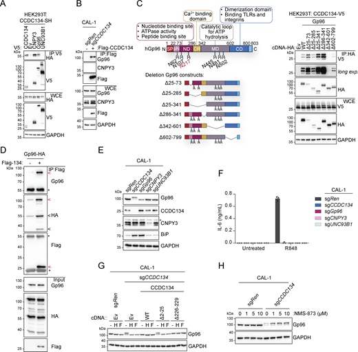 CCDC134 interacts and stabilizes the ER chaperone Gp96. (A and B) Immunoprecipitates (IP) and whole-cell extracts (WCE) from transfected HEK293T (A) or knockout CAL-1 cell lines (B) as indicated. (C) Schematic of wildtype Gp96 and deletion constructs (left panel) as well as immunoprecipitates (IP) and whole-cell extracts (WCE) from HEK293T transfected as indicated (right panel). SP: signal peptide, pN: pre-N-terminal domain; ND: N-terminal domain, CR: charged linker region; MD: middle domain; CD: C-terminal domain; KDEL: ER retention motif; steady state (N217 red) and cryptic N-glycans acceptor sites are shown. (D) Immunoprecipitates (IP) and input using Flag-CCDC134 and Gp96-HA recombinant proteins. For the complex formation, Flag-CCDC134 and Gp96-HA were preincubated overnight at 4°C before to perform the immunoprecipitation assay. Red arrow indicates specific Gp96-HA or Flag-CCDC134 bands; black arrow indicates putative C-terminal species of Gp96-HA; asterisks indicate IgG heavy or light chains. (E) Immunoblots of lysates from indicated knockout CAL-1 cells. Asterisks indicate a non-specific band. (F) IL-6 production of indicated knockout CAL-1 cells stimulated for 24 h with R848 (5 μg/ml). (G) Immunoblots of cell lysate treated with EndoH (H) or PNGase F (F) from indicated CAL-1 cell lines. (H) Immunoblots from indicated knockout CAL-1 cells treated with NMS-873 (1, 5, and 10 μM) or vehicle DMSO for 8 h. In A–E, G, and H, data are representative of two independent experiments. In F, data show mean ± SD of three stimulation replicates from one experiment representative of three independent experiments. Source data are available for this figure: SourceData F3.
