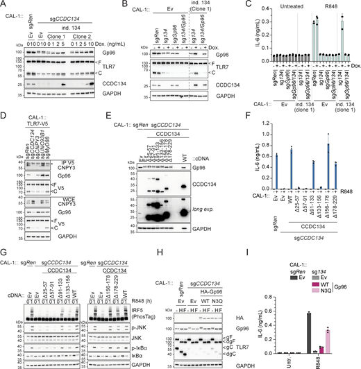 CCDC134 modulates TLR7/9 signaling by regulating Gp96 hyperglycosylation. (A) Immunoblots of knockout CAL-1 cells stably expressing a doxycycline-inducible CCDC134 (ind. 134) construct (clone 1 or 2) treated with the indicated concentration of doxycycline (Dox., 0–10 ng/ml) for 24 h. (B) Immunoblots of knockout CAL-1 cells stably expressing a doxycycline-inducible CCDC134 (ind. 134) construct (clone 1) treated with doxycycline (Dox., 5 ng/ml) for 24 h. (C) IL-6 production of indicated knockout CAL-1 cells expressing a doxycycline-inducible CCDC134 (ind. 134) construct (clone 1) induced with 5 ng/ml of doxycycline (Dox.) for 17 h and followed by 24 h stimulation with R848 (5 μg/ml). (D) Immunoprecipitates (IP) and whole-cell extracts (WCE) from TLR7-V5-expressing CAL-1 knockout cell lines as indicated. Asterisks indicate a non-specific band. (E) Immunoblots of lysates from indicated CAL-1 cell lines. long exp.: long exposure. (F) IL-6 production of indicated CAL-1 cells stimulated for 24 h with R848 (5 μg/ml). (G) Immunoblots of indicated CAL-1 cells treated with R848 (5 µg/ml, for 0–1 h). (H) Immunoblots of cell lysates treated with EndoH (H) or PNGase F (F). N3Q Gp96 bears mutations at positions N445Q-N481Q-N502Q. (I) IL-6 production of indicated CAL-1 cells stimulated for 24 h with R848 (5 μg/ml). In A, B, D, E, G, and H, data are representative of two independent experiments. In C, F, and I, data show mean ± SD of three stimulation replicates from one experiment representative of three independent experiments. Source data are available for this figure: SourceData F4.