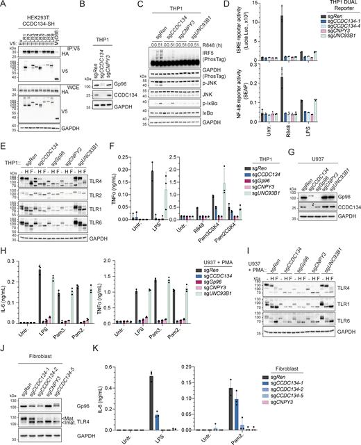 CCDC134 deficiency selectively impaired TLR-mediated immune responses. (A) Immunoprecipitates (IP) and whole-cell extracts (WCE) from HEK293T cells transfected as indicated. SH: Strep-HA tag. (B and C) Immunoblots of indicated knockout THP1 cells unstimulated (B) or stimulated with R848 (5 µg/ml, for 0–1 h) (C). (D) Indicated knockout THP1 DUAL reporter cells stimulated with R848 (5 μg/ml) or LPS (0.1 μg/ml) for 24 h. Supernatants were analyzed for ISRE and NF-κB reporter activity. Untr.: untreated. (E) Immunoblots of cell lysates from indicated knockout THP1 cells treated with EndoH (H) or PNGase F (F). (F) TNFα production of indicated knockout THP1 cells stimulated for 24 h with LPS (0.1 μg/ml), R848 (5 μg/ml), Pam3CSK4 (0.1 μg/ml) or Pam2CSK4 (0.01 μg/ml). Untr.: untreated. (G) Immunoblots of cell lysates from indicated knockout U937 cells. (H) IL-6 (left panel) and TNFα (right panel) production of indicated knockout U937 cells differentiated with 200 nM of PMA for 24 h before stimulation with LPS (0.1 μg/ml), Pam3CSK4 (Pam3.) (1 μg/ml), or Pam2CSK4 (Pam2.) (0.1 μg/ml) for 24 h. Untr.: untreated. (I and J) Immunoblots of cell lysates from indicated knockout U937 cells differentiated with 200 nM of PMA for 48 h, treated with EndoH (H) or PNGase F (F) (I) or from indicated knockout human primary dermal fibroblast cells (J). Mat.: Mature form; Imat.: Immature form. (K) IL-6 production of indicated knockout human primary dermal fibroblast cells stimulated with LPS (0.1 μg/ml) or Pam2CSK4 (Pam2.) (0.01 μg/ml) for 24 h. Untr.: untreated. In A–C, E, G, I, and J, data are representative of two independent experiments. In D, F, H, and K, data show mean ± SD of three stimulation replicates from one experiment representative of three independent experiments. Source data are available for this figure: SourceData F5.
