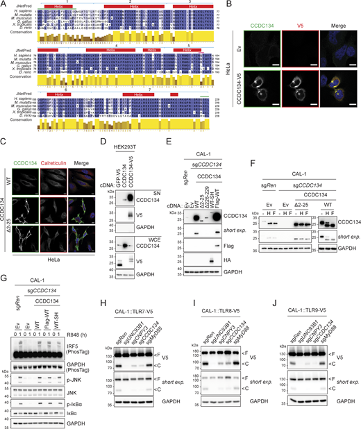 CCDC134 is an ER-resident protein. (A) Multiple sequence alignment of CCDC134 protein across species. UniProt entry names: CC134_HUMAN, G7N3Z8_MACMU, CC134_MOUSE, E1BVM7_CHICK, CC134_XENTR, and A0A8M6Z583_DANRE. Boxes above the alignment indicate consensus prediction from JPred4. Red: helix; blue lines: deleted regions of deletion mutant constructs used in this study (1: Δ2–25, 2: Δ25–57, 3: Δ57–91, 4: Δ91–133, 5: Δ133–156, 6: Δ156–178, 7: Δ178–229); pink line: predicted N-linked glycosylation on NQT sequon; green lines: signal peptide (1–22) or ER retention signal (226–229). (B and C) Representative confocal images microscopy of HeLa cells transfected as indicated. Green: anti-CCDC134; red: anti-Calreticulin; blue: DAPI. Scale bar: 10 μm. Ev: empty vector. (D) Immunoblots of proteins precipitated from supernatant (SN) and whole-cell extracts (WCE) of HEK293T cells transfected as indicated. (E and F) Immunoblots of lysate from indicated CAL-1 cells untreated (E) or treated with EndoH (H) or PNGase F (F) (F). Left and right panels of immunoblots in F are presented with two different exposures. Ev: empty vector; SH: strep-HA tag; short exp.: short exposure. (G–J) Immunoblots of indicated CAL-1 cells stimulated with R848 (5 µg/ml, for 0–1 h) (G) or untreated (H–J). F: full-length; C: cleaved form. Short exp.: short exposure. In D–J, data are representative of two independent experiments. Source data are available for this figure: SourceData FS2.