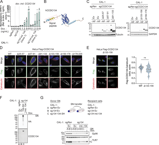 Mapping of CCDC134 requirement for regulation of Gp96 in the ER. (A) Doxycycline-inducible CCDC134 mRNA (dox.-ind. CCDC134) levels in indicated cells measured by qPCR. The primers were specifically designed to detect only the doxycycline-inducible construct, excluding any detection of the endogenous CCDC134 mrRNA. CAL-1 cells stably expressing the doxycycline-inducible CCDC134 construct (clone 1 or 2) were treated with the indicated concentration of doxycycline (Dox., 0–10 ng/ml) for 24 h. (B) AlphaFold structure prediction for human CCDC134 (Uniprot entry name: Q9H6E4 CC134_HUMAN). (C) Immunoblots of cell lysate treated with EndoH (H) or PNGase F (F) of indicated CAL-1 cells reconstituted with wildtype or deletion CCDC134 mutants. The Δ133–156 CCDC134 deletion mutant lacks the predicted N-linked glycosylated NQT sequon. Ev: empty vector. (D) Representative confocal microscopy images of HeLa cells transfected with Flag-tagged wildtype (WT) or deletion mutant CCDC134 constructs. Green: anti-Flag; red: anti-Calreticulin; blue: DAPI. Scale bar: 5 μm. (E) Representative confocal microscopy images of HeLa cells transfected with Flag-tagged Δ133–156 CCDC134 deletion mutant which lacks the predicted N-linked glycosylated NQT sequon (left panel) and quantification of the colocalization between Flag-CCDC134 (wildtype or Δ133–156 deletion mutant) and calreticulin (right panel). Data are expressed as colocalization score (coloc. score) and pooled from three independent experiments. Each dot represents analysis of a single field of view containing one to four transfected cells, and violins show the variation of individual dot across all experiments; P value = ns, two-tailed Mann–Whitney test. Green: anti-Flag; red: anti-Calreticulin; blue: DAPI. Scale bar: 5 μm. (F) Immunoblots of proteins from the (not precipitated) supernatant (SN) of indicated CAL-1 cells. Doxycycline-inducible CCDC134 cells (clone 1) were induced with doxycycline (5 ng/ml, Dox.) for 24 h. SH: strep-HA tag, ind. 134: doxycycline-inducible CCDC134. (G) Immunoblots of indicated CAL-1 cells incubated for 48 h with supernatants (SN) of donor cells cultured for 24 h in Opti-MEM. Doxycycline-inducible CCDC134 cells (clone 1) were induced with doxycycline (5 ng/ml, Dox.) for 48 h. SH: strep-HA tag, ind. 134: doxycycline-inducible CCDC134. In A, data show mean ± SD of three independent experiments. In C, F, and G, data are representative of two independent experiments. Source data are available for this figure: SourceData FS4.