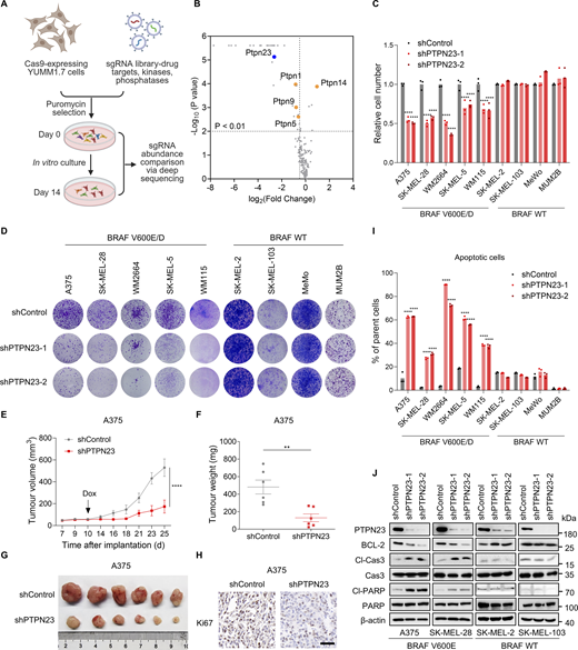 Identification of PTPN23 as an essential gene for the survival of BRAF-mutant melanoma cells. (A) Schematic representation of CRISPR screening to identify essential genes in BRAF-mutant YUMM1.7 melanoma cells. (B) Gene-level fold enrichment of sgRNAs targeting phosphatase genes (x axis) and one-sided P values (y axis). Dashed lines indicated significance (P < 0.01) and fold enrichment less than or equal to −0.5. Genes from the PTPN family were highlighted. (C) Relative cell number of BRAF-mutant and BRAF-WT melanoma cells transfected with control shRNA (shControl) or PTPN23-targeting shRNA (shPTPN23-1 and shPTPN23-2). Cell viability was measured by the CCK8 assay after 72 h (n = 3). Two-way ANOVA, Dunnett’s test. (D) Colony formation assay of melanoma cells stably expressing control shRNA (shControl) or PTPN23 shRNAs (shPTPN23-1 and shPTPN23-2). Colonies were stained with crystal violet after 14 days. (E and F) Tumor volume (E) and weight (F) of A375 xenografts in nude mice with dox-inducible PTPN23 or control shRNA. Mice were fed a dox-supplemented diet (400 ppm) starting 10 days after inoculation (n = 6 mice per group). Data represent the mean ± SEM. Two-way ANOVA, Bonferroni’s test (E) or unpaired t test (F). (G) Photograph of xenograft tumors from nude mice inoculated subcutaneously with indicated cells. (H) Ki67 staining showing the proliferation of A375 xenograft tumors with or without PTPN23 depletion. Scale bar, 50 μm. (I) Flow cytometric analysis of cell death in BRAF-mutant and BRAF-WT melanoma cells after PTPN23 depletion (n = 3). Two-way ANOVA, Dunnett’s test. (J) Immunoblot showing the expression levels of indicated proteins in A375, SK-MEL-28, SK-MEL-2, and SK-MEL-103 cells after PTPN23 depletion. ****P < 0.0001; **P < 0.01. Source data are available for this figure: SourceData F1. Refer to the image caption for details.