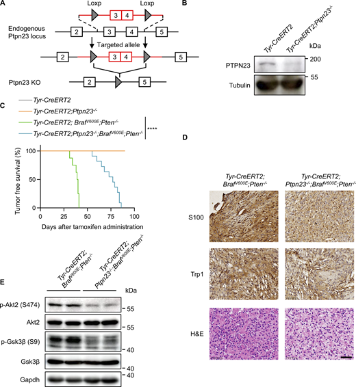 PTPN23 knockout inhibits BRAFV600E-driven melanomagenesis in vivo. (A) Schematic illustrating the generation of Ptpn23LoxP/LoxP knock-in allele. (B) Immunoblot showing protein levels of Ptpn23 in mouse primary melanocytes isolated from Tyr-CreERT2 or Tyr-CreERT2; Ptpn23LoxP/LoxP mice treated with tamoxifen. (C) Melanoma-free survival. Tyr-CreERT2 (n = 14), Tyr-CreERT2; Ptpn23−/− (n = 12). Tyr-CreERT2; BrafV600E; Pten−/− (n = 8) and Tyr-CreERT2; BrafV600E; Pten−/−; Ptpn23−/− (n = 11) mice were administrated with an intraperitoneal injection of tamoxifen, and the development of melanoma was observed for up to 90 days. Statistical analysis was conducted using log-rank (Mantel–Cox) and two-sided Gehan–Breslow–Wilcoxon tests. ****P < 0.0001. (D) Representative hematoxylin and eosin staining and IHC staining with antibodies against S100 and Trp1 of melanoma tissue sections from Tyr-CreERT2; BrafV600E; Pten−/− and Tyr-CreERT2; BrafV600E; Pten−/−; Ptpn23−/− mice. Scale bar, 50 μm. (E) Immunoblot analysis showing indicated protein levels of melanoma tissues from Tyr-CreERT2; BrafV600E; Pten−/− and Tyr-CreERT2; BrafV600E; Pten−/−; Ptpn23−/− mice. Source data are available for this figure: SourceData F10. Refer to the image caption for details.