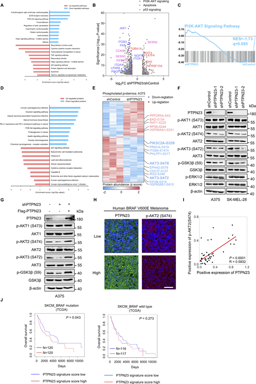 PTPN23 is associated with the PI3K-AKT signaling pathway. (A) Two-way bar chart showing KEGG enrichment analysis of differentially expressed genes identified by RNA-seq after PTPN23 depletion in A375 cells. Upregulated pathways are shown in red, and downregulated pathways in blue. The top 10 pathways are ranked by a normalized enrichment score. Analysis includes n = 3 biological replicates per group. P values were adjusted using the Benjamini and Hochberg approach, with significance thresholds set at P adj ≤0.05 and |log2(fold change)| ≥1 for differential expression. (B) Volcano plots displaying differentially expressed genes in the PI3K-AKT signaling (blue), apoptosis (red), and p53 signaling pathway (violet) after PTPN23 depletion in A375 cells identified by RNA-seq analysis. (C) GSEA of the PI3K-AKT signaling pathway in A375 cells with PTPN23 depletion compared with control cells. (D) Two-way bar chart of KEGG enrichment analysis based on differentially expressed proteins of A375 cells with PTPN23 depletion identified by proteomics. Upregulated proteins are shown in red, and downregulated proteins in blue. Analysis includes n = 3 biological replicates per group. (E) Heatmap of differentially phosphorylated proteins identified by phosphoproteomics after PTPN23 depletion in A375 cells. Upregulated proteins are shown in red, and downregulated proteins in blue. PI3KC2α, AKT2, and AKT3 were highlighted. n = 3 biological replicates per group. P values were adjusted using the Benjamini and Hochberg approach. P adj ≤0.05 and |log2(fold change)| ≥1 were set as the threshold for significantly differential expression. (F) Immunoblot showing phosphorylated and total proteins in A375 and SK-MEL-28 cells after PTPN23 depletion. (G) Immunoblot showing total and phosphorylation levels of indicated proteins in A375 cells after endogenous PTPN23 depletion, with or without Flag-PTPN23 overexpression. (H) mIHC analysis of 44 human melanoma samples with BRAFV600E mutation in a TMA was performed with the indicated antibodies. Representative images of staining are shown. Scale bar, 50 µm. (I) Spearman’s correlation analysis showing the relative expression of PTPN23 and p-AKT2 (S474) in the melanoma TMA samples. (J) Association between the PTPN23 signature score and overall survival in BRAF-mutant and BRAF-WT melanoma patients from TCGA dataset. The PTPN23 signature score was generated based on the top 100 upregulated and 100 downregulated genes from RNA-seq data of control and PTPN23-knockdown cells. Source data are available for this figure: SourceData F2. Refer to the image caption for details.