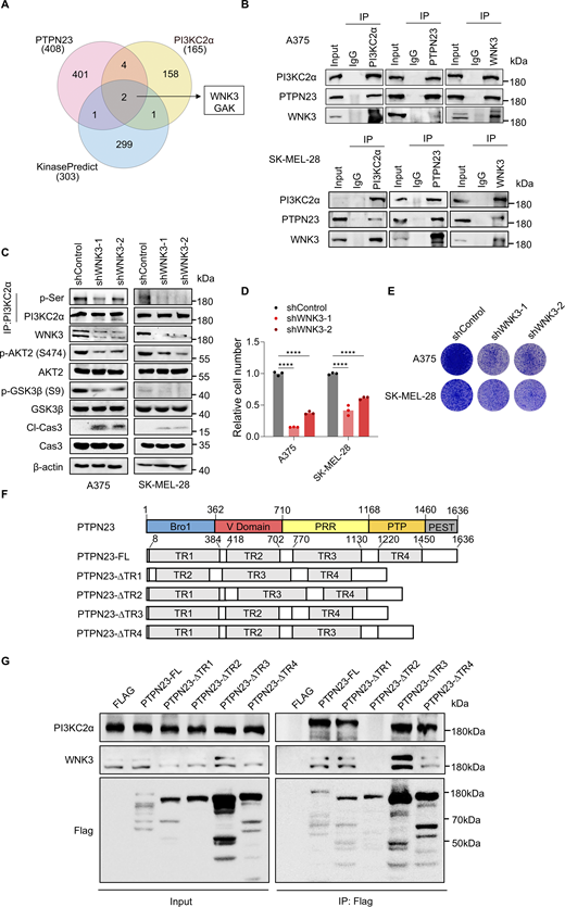 PTPN23 facilitates phosphorylation of PI3KC2α by WNK3. (A) Venn diagram showing the overlap of kinases identified through mass spectrometry of PTPN23-interacting proteins, PI3KC2α-interacting proteins (from the HitPredict database), and predicted kinases from the KinasePredict database. (B) Immunoprecipitation and immunoblot analyses showing the interaction among endogenous PTPN23, PI3KC2α, and WNK3 in A375 and SK-MEL-28 cells. (C) Immunoblot showing the expression of indicated proteins after WNK3 knockdown in A375 and SK-MEL-28 cells. (D) Relative cell number of WNK3-depleted A375 and SK-MEL-28 cells. Cell viability was measured by the CCK8 assay after 72 h (n = 3). Two-way ANOVA, Dunnett’s test. (E) Colony formation assay of WNK3-depleted A375 and SK-MEL-28 cells. Colonies were stained with crystal violet after 14 days. (F) Schematic illustration of the strategy used to generate different truncated mutants of the PTPN23 protein. (G) Immunoprecipitation and immunoblot analyses showing the levels of PI3KC2α and WNK3 interacting with indicated PTPN23-truncated mutants. ****P < 0.0001. Source data are available for this figure: SourceData F4. Refer to the image caption for details.