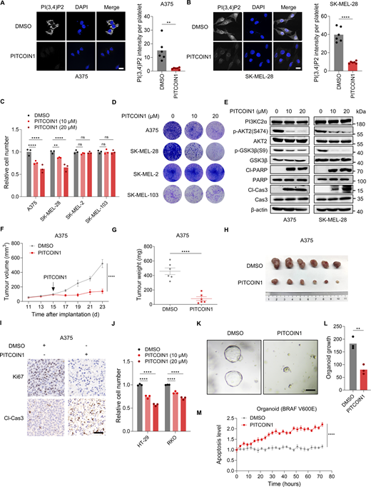 Pharmacological targeting of PI3KC2α inhibits the growth of BRAF-mutant cancers. (A and B) Immunofluorescence images (A) and quantitative analysis (B) showing PI(3,4)P2 levels after PITCOIN1 treatment (20 μM) in A375 and SK-MEL-28 cells (n = 6). Scale bar, 20 μm. Unpaired t test. (C) Relative cell number of A375, SK-MEL-28, SK-MEL-2, and SK-MEL-103 cells treated with DMSO or 10 or 20 μM PITCOIN1. Cell viability was measured by the CellTiter-Glo assay after 72 h (n = 3). Two-way ANOVA, Dunnett’s test. (D) Colony formation assay of the indicated cells after treatment with DMSO or 10 or 20 μM PITCOIN1. Colonies were stained with crystal violet after 14 days. (E) Immunoblot of indicated proteins in A375 and SK-MEL-28 cells treated with DMSO or 10 or 20 μM PITCOIN1. (F and G) Tumor volume (F) and weight (G) of A375 xenografts in nude mice. Mice were treated with gavage administration of PITCOIN1 (10 mg/kg) per day starting at day 15 (n = 6 mice per group). Data represent the mean ± SEM. Two-way ANOVA, Bonferroni’s test (F) or unpaired t test (G). (H) Photographs of A375 xenograft tumors treated with DMSO or PITCOIN1. (I) Ki67 and cleaved caspase-3 staining of A375 xenograft tumors treated with DMSO or PITCOIN1. Scale bar, 50 μm. (J) Relative cell number of HT-29 and RKO cells treated with DMSO or 10 or 20 μM PITCOIN1. Cell viability was measured by the CellTiter-Glo assay after 72 h (n = 3). Two-way ANOVA, Dunnett’s test. (K and L) Representative images (K) and quantitative analysis (L) of growth of BRAFV600E colon tumor organoids treated with DMSO or 20 μM PITCOIN1 (n = 3). Scale bar, 100 μm. Unpaired t test (L). (M) Apoptosis monitoring in colon tumor organoids treated with DMSO or 20 μM PITCOIN1, assessed using a caspase-3/7 apoptosis assay in a live-cell analysis system (n = 2). Data represent the mean ± SEM. Two-way ANOVA, Bonferroni’s test. ****P < 0.0001; **P < 0.01; P > 0.05; not significant (ns). Source data are available for this figure: SourceData F7. Refer to the image caption for details.