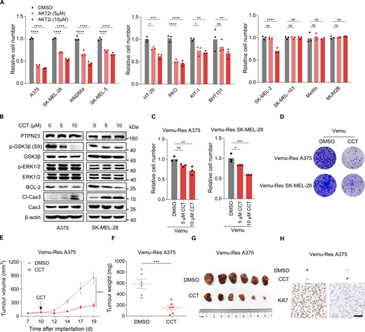 Pharmacological targeting of AKT2 inhibits the growth of BRAF-mutant cancers. (A) Relative cell number of BRAF-mutant cancer cells (A375, SK-MEL-28, WM2664, and SK-MEL-5 melanoma cells, HT-29 and RKO CRC cells, and KTC-1 and BHT101 thyroid cancer cells) and BRAF-WT melanoma cells (SK-MEL-2, SK-MEL-103, MeWo, and MUM2B) treated with DMSO or 5 or 10 μM CCT128930 (CCT) for 72 h. Cell viability was measured by the CCK8 assay after 72 h (n = 3). Two-way ANOVA, Dunnett’s test. (B) Immunoblot showing indicated protein levels in A375 and SK-MEL-28 cells treated with DMSO or 5 or 10 μM CCT128930 (CCT). (C) Relative cell number of Vemu-Res A375 and SK-MEL-28 cells treated with DMSO or 5 or 10 μM CCT128930 (CCT). Cell viability was measured by the CCK8 assay after 72 h (n = 3). One-way ANOVA, Dunnett’s test. (D) Colony formation assay of the indicated cells after treatment with DMSO or CCT. Colonies were stained with crystal violet after 14 days. (E and F) Volume (E) and weight (F) of Vemu-Res A375 tumors in nude mice treated with an intraperitoneal injection of CCT128930 (CCT) (15 mg/kg) five times per week starting at day 10 (n = 6 mice per group). Data represent the mean ± SEM. Two-way ANOVA, Bonferroni’s test (E) or unpaired t test (F). (G) Photograph of Vemu-Res A375 tumors from nude mice treated with DMSO or CCT128930 (CCT). (H) Ki67 staining of Vemu-Res A375 xenograft tumors treated with DMSO or CCT128930 (CCT) (15 mg/kg). Scale bar, 50 μm. ****P < 0.0001; ***P < 0.001; **P < 0.01; *P < 0.05; P > 0.05; not significant (ns). Source data are available for this figure: SourceData F9. Refer to the image caption for details.
