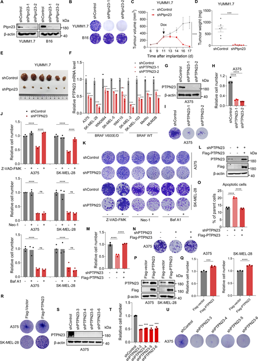 PTPN23 is essential for the survival of BRAF-mutant melanoma cells. (A) Immunoblot showing Ptpn23 protein levels in YUMM1.7 and B16 mouse melanoma cells. (B) Colony formation assay of YUMM1.7 and B16 cells with Ptpn23 knockdown. Colonies were stained with crystal violet after 14 days. (C and D) Volume (C) and weight (D) of YUMM1.7 tumors with dox-induced Ptpn23 depletion transplanted into C57BL/6 mice. Mice were treated with a dox-supplemented diet (400 ppm) per day starting 11 days after implantation (n = 6 mice per group). Data represent the mean ± SEM. Two-way ANOVA, Bonferroni’s test (C) or unpaired t test (D). (E) Representative images of YUMM1.7 tumors from the indicated groups (n = 6 mice per group). (F) RT–qPCR analysis of relative mRNA level following PTPN23 depletion (n = 3). Two-way ANOVA, Dunnett’s test. (G) Immunoblot confirming knockdown of PTPN23 induced by dox (2 μM) in dox-induced PTPN23-depleted A375 cells. (H) Relative cell number of dox-induced PTPN23-depleted A375 cells. Cell viability was measured by the CCK8 assay after 72 h (n = 3). One-way ANOVA, Dunnett’s test. (I) Colony formation assay of dox-induced PTPN23-depleted A375 cells. Colonies were stained with crystal violet after 14 days. (J) Relative cell number of dox-induced PTPN23-depleted A375 or SK-MEL-28 cells treated with Z-VAD-FMK (2 μM), Nec-1 (2 μM), or Baf A1 (2 nM). Cell viability was measured by the CCK8 assay after 72 h (n = 3). One-way ANOVA, Tukey’s test. (K) Colony formation assay of the indicated cells treated with Z-VAD-FMK (2 μM), Nec-1 (2 μM), or Baf A1 (2 nM). Colonies were stained with crystal violet after 14 days. (L) Immunoblot showing PTPN23 expression after PTPN23 depletion with or without exogenous Flag-PTPN23 overexpression. (M) Relative cell number of A375 cells after depletion of endogenous PTPN23 with or without the overexpression of exogenous Flag-PTPN23. Cell viability was measured by the CCK8 assay after 72 h (n = 3). One-way ANOVA, Tukey’s test. (N) Colony formation assay of the A375 cells depleted of endogenous PTPN23 with or without the overexpression of exogenous Flag-PTPN23. Colonies were stained with crystal violet after 14 days. (O) Flow cytometric analysis of cell death of A375 cells after depletion of endogenous PTPN23 with or without the overexpression of exogenous Flag-PTPN23 (n = 3). One-way ANOVA, Tukey’s test. (P) Immunoblot showing PTPN23 and Flag after Flag-vector or Flag-PTPN23 overexpression in A375 and SK-MEL-28 cells. (Q) Relative cell number of PTPN23-overexpressing A375 and SK-MEL-28 cells. Cell viability was measured by the CCK8 assay after 72 h (n = 3). Unpaired t test. (R) Colony formation assay of PTPN23-overexpressing A375 and SK-MEL-28 cells. Colonies were stained with crystal violet after 14 days. (S) Immunoblot showing knockdown of PTPN23 in A375 cells using four additional shRNA constructs. (T) Relative cell number of PTPN23-depleted A375 cells. Cell viability was measured by the CCK8 assay after 72 h (n = 3). One-way ANOVA, Dunnett’s test. (U) Colony formation assay of PTPN23-depleted A375 cells. Colonies were stained with crystal violet after 14 days. ****P < 0.0001; ***P < 0.001; P > 0.05; not significant (ns). Source data are available for this figure: SourceData FS1. Refer to the image caption for details.