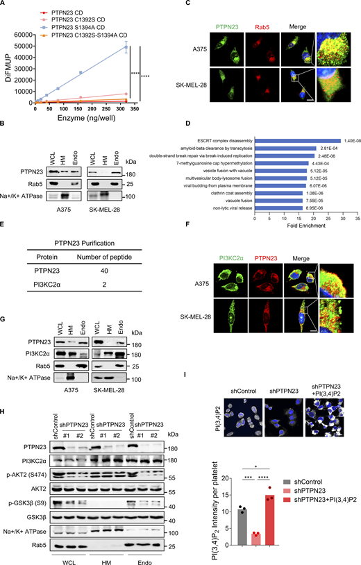 PTPN23 is required for PI3KC2α-mediated production of PI(3,4)P2 and AKT activation. (A) DiFMUP assay detecting phosphatase activity of the PTPN23 CD (Ile1211 to Val1450), along with C1392S, S1394A, and C1392S-S1394A mutants (n = 3). Two-way ANOVA, Tukey’s test. (B) Immunoblot showing protein levels of PTPN23 and Rab5 after cell fractionation in A375 and SK-MEL-28 cells. (C) Immunofluorescence showing the subcellular localization of PTPN23 and Rab5 in A375 and SK-MEL-28 cells. Scale bar, 20 μm. (D) Pathway enrichment analysis of PTPN23-interacting proteins identified by LC-MS/MS. (E) Peptide counts of PTPN23 and PI3KC2α from affinity mass spectrometry. (F) Immunofluorescence showing the subcellular localization of PTPN23 and PI3KC2α in A375 and SK-MEL-28 cells. Scale bar, 20 μm. (G) Immunoblot analysis of PTPN23 and PI3KC2α after cell fractionation in A375 and SK-MEL-28 cells. (H) Immunoblot showing total and phosphorylated proteins in cell fractionation from A375 cells after PTPN23 depletion. (I) Immunofluorescence and quantification of PI(3,4)P2 levels after PTPN23 depletion in A375 cells with or without exogenous soluble PI(3,4)P2 treatment (n = 3). Scale bar, 20 μm. One-way ANOVA, Tukey’s test. ****P < 0.0001; ***P < 0.001; *P < 0.05. WCL: whole-cell lysates; HM: heavy membrane; Endo: endosome. Source data are available for this figure: SourceData FS2. Refer to the image caption for details.