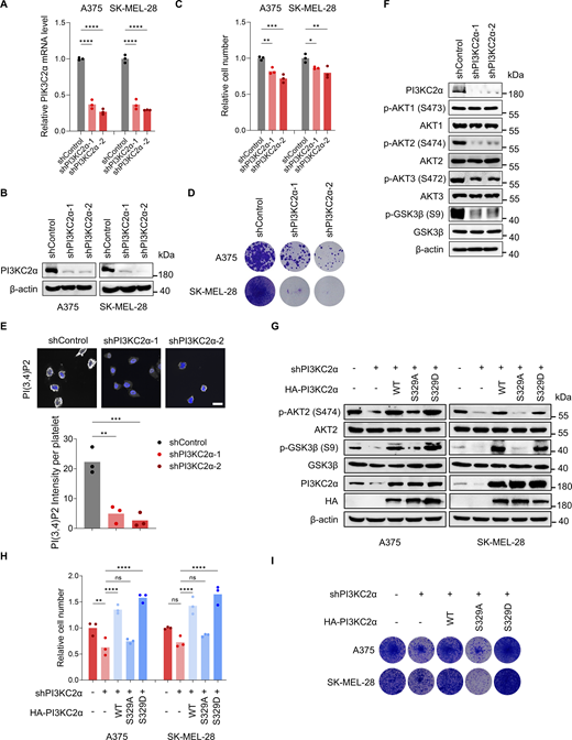 PI3KC2α is required for the growth of BRAF-mutant melanoma cells. (A and B) RT–qPCR (A) and immunoblot (B) detecting mRNA and protein levels of PI3KC2α after knockdown in A375 and SK-MEL-28 cells, respectively. One-way ANOVA, Bonferroni’s test. (C) Relative cell number of A375 and SK-MEL-28 cells after PI3KC2α knockdown. Cell viability was measured by the CCK8 assay after 72 h (n = 3). One-way ANOVA, Bonferroni’s test. (D) Colony formation assay of A375 and SK-MEL-28 cells with PI3KC2α knockdown. Colonies were stained with crystal violet after 14 days. (E) Immunofluorescence of PI(3,4)P2 after PI3KC2α knockdown in A375 cells (n = 3). Scale bar, 20 μm. One-way ANOVA, Dunnett’s test. (F) Immunoblot of indicated proteins in A375 cells after PI3KC2α knockdown. (G) Immunoblot of indicated proteins after endogenous PI3KC2α knockdown with or without the overexpression of HA-PI3KC2α WT, S329A, or S329D mutant in A375 and SK-MEL-28 cells. (H) Relative cell number of A375 and SK-MEL-28 cells after endogenous PI3KC2α knockdown with or without the overexpression of HA-PI3KC2α WT, S329A, or S329D mutant. Cell viability was measured by the CCK8 assay after 72 h (n = 3). One-way ANOVA, Bonferroni’s test. (I) Colony formation assay of A375 and SK-MEL-28 cells depleted of endogenous PI3KC2α with or without the overexpression of HA-PI3KC2α WT, S329A, or S329D. Colonies were stained with crystal violet after 14 days. ****P < 0.0001; ***P < 0.001; **P < 0.01; *P < 0.05; P > 0.05; not significant (ns). Source data are available for this figure: SourceData FS3. Refer to the image caption for details.