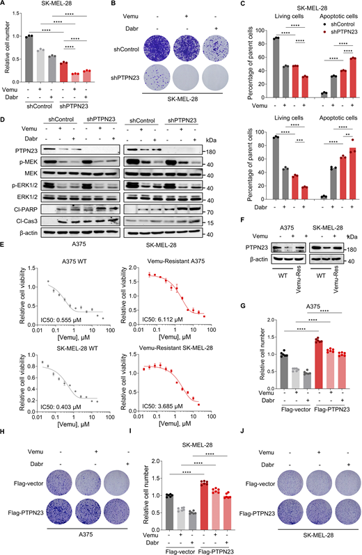 PTPN23 silencing sensitizes BRAFV600Emelanoma cells to BRAFi. (A) Relative cell number of SK-MEL-28 cells with or without PTPN23 depletion treated with DMSO, Vemu (2 μM), or Dabr (2 μM. Cell viability was measured by the CCK8 assay after 72 h (n = 3). One-way ANOVA, Bonferroni’s test. (B) Colony formation assay of the indicated cells treated with DMSO, Vemu (2 μM), or Dabr (2 μM). Colonies were stained with crystal violet after 14 days. (C) Flow cytometric analysis of living and apoptotic cells of SK-MEL-28 cells treated with or without Vemu (2 μM) or Dabr (2 μM) after dox-induced PTPN23 depletion (n = 3). One-way ANOVA, Bonferroni’s test. (D) Immunoblot of indicated proteins in dox-induced PTPN23-depleted A375 or SK-MEL-28 cells treated with Vemu (2 μM) or Dabr (2 μM). (E) Relative cell number of parental or Vemu-Res A375 and SK-MEL-28 cells treated with Vemu (2 μM). Cell viability was measured by the CCK8 assay after 72 h (n = 3). Data represent the mean ± SEM. (F) Immunoblot of PTPN23 in parental or Vemu-Res A375 and SK-MEL-28 cells treated with or without Vemu. (G) Relative cell number of PTPN23-overexpressing A375 cells treated with DMSO, Vemu (2 μM), or Dabr (2 μM). Cell viability was measured by the CCK8 assay after 72 h (n = 3). One-way ANOVA, Bonferroni’s test. (H) Colony formation assay of the indicated A375 cells treated with DMSO, Vemu (2 μM), or Dabr (2 μM) starting from 2,000 cells. Colonies were stained with crystal violet after 14 days. (I) Relative cell number of PTPN23-overexpressing SK-MEL-28 cells treated with DMSO, Vemu (2 μM), or Dabr (2 μM). Cell viability was measured by the CCK8 assay after 72 h (n = 3). One-way ANOVA, Bonferroni’s test. (J) Colony formation assay of the indicated SK-MEL-28 cells treated with DMSO, Vemu (2 μM), or Dabr (2 μM). Colonies were stained with crystal violet after 14 days. ****P < 0.0001; ***P < 0.001; **P < 0.01. Source data are available for this figure: SourceData FS4. Refer to the image caption for details.
