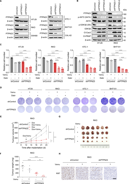 PTPN23 is a therapeutic vulnerability of other BRAF-mutant cancers. (A) Immunoblot of indicated proteins after dox-induced PTPN23 knockdown in HT-29, RKO, SW480, KTC-1, BHT101, and CAL-62 cells. (B) Immunoblot of indicated proteins in HT-29 and RKO cells with dox-induced knockdown of PTPN23. (C) Relative cell number of PTPN23-depleted cells treated with DMSO, Vemu (2 μM), or Dabr (2 μM). Cell viability was measured by the CCK8 assay after 72 h (n = 6). One-way ANOVA, Bonferroni’s test. (D) Colony formation assay of PTPN23-depleted cells treated with DMSO, Vemu (2 μM), or Dabr (2 μM). Colonies were stained with crystal violet after 14 days. (E and F) Tumor volume (E) and weight (F) of RKO xenografts in nude mice. RKO cells expressing dox-inducible shRNA targeting PTPN23 or control shRNA were subcutaneously inoculated. Mice were given a dox-supplemented diet (400 ppm) or gavage administration of Vemu (20 mg/kg) per day starting 12 days after implantation (n = 6 mice per group). Data represent the mean ± SEM. Two-way ANOVA, Bonferroni’s test (E) or one-way ANOVA, Bonferroni’s test (F). (G) Photograph of xenograft tumors from nude mice inoculated with RKO cells with or without PTPN23 knockdown and Vemu treatment. (H) Ki67 staining showing the proliferation of PTPN23-depleted RKO xenograft tumors with or without Vemu treatment. Scale bar, 50 μm. ****P < 0.0001; **P < 0.01. Source data are available for this figure: SourceData FS5. Refer to the image caption for details.