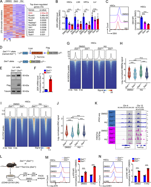 The reduced DEK is responsible for chromatin relaxation and replication stress relief in HSCs. (A) Heatmap shows the expression of 270 chromatin remodelers between DMSO and Gem/HU-treated HSCs. The list on the right presents the most dysregulated genes (ranked by P value). (B) qRT-PCR analysis and the bar graph shows the expression of DEK gene in HSCs (CD48−CD150+LSK), LSK, HPCs, and Lin+ cells under indicated conditions (n = 5 samples per group). The indicated cell populations, derived from WT C57BL/6J mice, were sorted and cultured with DMSO, Gem (0.5 µM), or HU (100 µM) for 48 h. (C) Representative flow plots of DEK staining in HSCs under the condition referring to (B). The bar graph shows the MFI of DEK in HSCs (n = 4 samples per group). (D) Schematic for the generation of tissue-specific DEK-overexpressing mice. (E) Representative western blot shows the expression of DEK, Flag, and tubulin in BM Lin− cells from DekCon and DekTg mice. (F) qRT-PCR analysis and the bar graph shows the expression of DEK in HSCs from DekCon and DekTg mice (n = 5 mice per group). (G) Representative heatmaps and line plots show H3K27ac CUT&Tag peaks ± 5 kb from TSS in HSCs. HSCs (CD48−CD150+LSK) from DekCon or DekTg mice were sorted and cultured with DMSO or HU (100 µM) for 48 h, followed by H3K27ac CUT&Tag-seq. (H) Statistics and quantification of H3K27ac CUT&Tag signal in HSCs (n = 2 samples per group). (I) Representative heatmaps and line plots show ATAC peaks ± 5 kb from TSS in HSCs under indicated conditions. (J) Statistics and quantification of ATAC signal in HSCs (n = 2 samples per group). (K) Distribution of ATAC and H3K27ac CUT&Tag peaks across the indicated gene loci. (L) Experimental schematic. HSCs (CD48−CD150+LSK) from DekCon or DekTg mice were sorted and cultured with HU (100 µM) for 24 h and released from HU for 24 h or cultured with DMSO for 48 h, followed by flow cytometry analysis. (M and N) Representative flow plots of p-ATR and p-CHK1 staining in HSCs. The bar graphs show the MFI of p-ATR and p-CHK1 in HSCs (n = 5 samples per group). The data presented in panels B–N are representative of two independent experiments. The results shown in panels H and J are illustrated as violin plots, and panels B, C, F, M, and N are shown as mean ± SD. Statistical analyses were performed using one-way ANOVA followed by Tukey’s post hoc test for panels B and C and a two-tailed unpaired Student’s t test for panels F–N. P values are presented as follows: **P < 0.01, ***P < 0.001; n.s., not significant. Source data are available for this figure: SourceData F2. Refer to the image caption for details.
