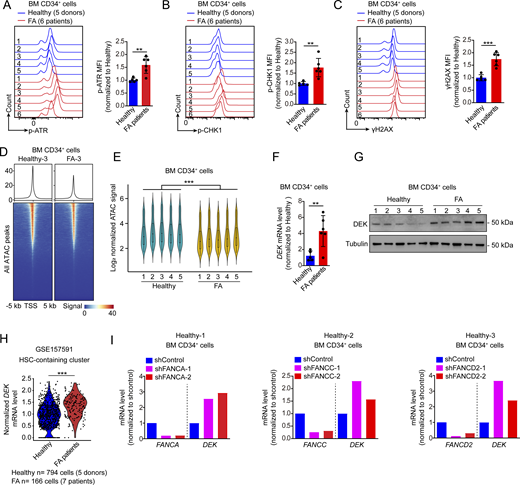 Replication stress, chromatin hyper-compaction, and DEK accumulation exist in CD34+cells from FA patients. (A–C) Representative flow plots of p-ATR, p-CHK1, and γH2AX staining in BM CD34+ cells from five healthy donors and six patients with FA. The bar graphs show the MFI of p-ATR p-CHK1, and γH2AX (n = 5–6 samples per group). (D) Representative heatmaps and line plots show ATAC peaks ± 5 kb from TSS in BM CD34+ cells from five healthy donors and five patients with FA. (E) Statistics and quantification of ATAC signal in BM CD34+ (n = 5 samples per group). (F) qRT-PCR analysis and the bar graph shows the expression of DEK gene in BM CD34+ cells from indicated human samples (n = 5–6 samples per group). (G) Representative western blot shows the expression of DEK and tubulin in BM CD34+ cells from five healthy donors and five patients with FA. (H) The violin plots show DEK expression in human HSC-containing cluster by analyzing published scRNA-seq data (GSE157591, five healthy donors and seven patients with FA). (I) BM CD34+ cells were enriched from three healthy donors. The cells were transduced with indicated shRNA lentivirus, followed by sorting EGFP+ CD34+–transduced cells and further qRT-PCR analysis. The bar graphs show the expression of the indicated gene in transduced cells under indicated conditions. The gene expression was normalized to that of shControl (n = 3 technical replicates per group). The data presented in panels A–G are representative of two independent experiments. The results shown in panel E are illustrated as violin plots, and panels A–C and F are shown as mean ± SD. Panel I is represented as the mean value. Statistical analyses were performed using a two-tailed unpaired Student’s t test for panels A–F and a Wilcoxon test for panel H. P values are presented as follows: **P < 0.01; ***P < 0.001. Source data are available for this figure: SourceData F3. Refer to the image caption for details.