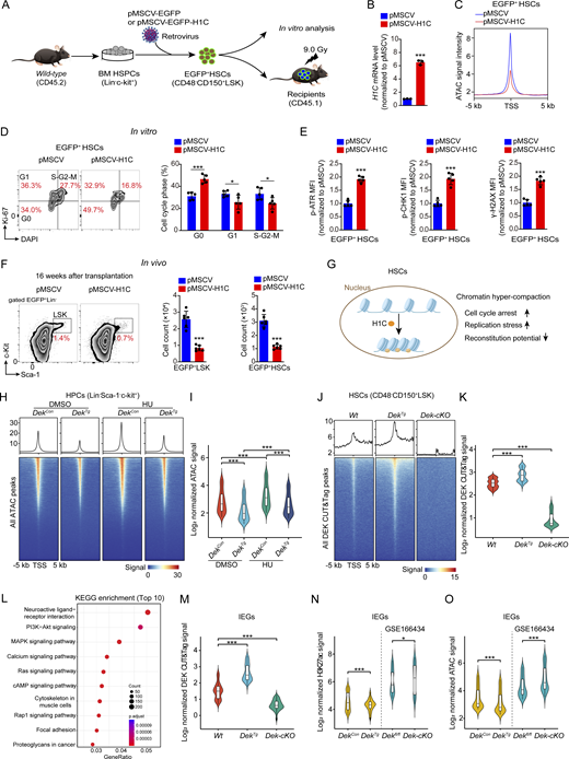 Chromatin compaction induced by H1C overexpression causes replication stress in HSCs. (A) Experimental schematic. Freshly enriched BM HSPCs (Lin−c-Kit+) from WT C57BL/6J mice (CD45.2) were transduced with the indicated retrovirus. Then EGFP+HSCs (CD48−CD150+LSK) were sorted for further analysis (qRT-PCR, cell cycle analysis, and intracellular protein analysis). Approximately 500 EGFP+HSCs were transplanted into lethally irradiated recipient mice (CD45.1). (B) qRT-PCR analysis and the bar graph shows the expression of H1C in HSCs (n = 3 samples per group). (C) Representative line plots show ATAC peaks ± 5 kb from TSS in HSCs under indicated conditions. (D) Representative flow plots of cell cycle distribution in EGFP+HSCs by Ki-67 + DAPI staining. The bar graph on the right shows the percentage of the cell cycle distribution (n = 5 samples per group). (E) The bar graphs show the MFI of p-ATR (left), p-CHK1 (middle), and γH2AX (right) in EGFP+HSCs using flow cytometry staining and analysis (n = 5 samples per group). (F) Representative flow plots of LSK analysis in BM of the recipient mice at 16 wk after transplantation. The right bar graphs show the cell count of EGFP+LSK and EGFP+HSCs (EGFP+CD48−CD150+LSK) in BM from the recipient mice (n = 6 mice per group). (G) A proposed model shows the effect of chromatin hyper-compaction on HSCs. (H) Representative heatmaps and line plots show ATAC peaks ± 5 kb from TSS in HPCs under indicated conditions. HPCs (Lin−c-Kit+) from DekCon or DekTg mice were sorted and cultured with DMSO or HU (100 µM) for 48 h, followed by ATAC-seq. (I) Statistics and quantification of ATAC signal in HPCs (n = 2 samples per group). (J) Representative heatmaps and line plots show DEK CUT&Tag peaks ± 5 kb from TSS in HSCs (CD48−CD150+LSK) from WT C57BL/6J, DekTg, and Dekfl/fl,Tie2-Cre (Dek-cKO) mice. (K) Statistics and quantification of DEK CUT&Tag signal in HSCs (n = 2 samples per group). (L) Pathway analysis of the genes with significantly changed DEK CUT&Tag peaks (greater than twofold change, P < 0.01) in both comparison: DekTg versus WT and Dek-cKO versus WT. (M) The violin plots show distribution of DEK CUT&Tag signal at genomic regions (±5 kb from TSS) of IEGs in HSCs. The list IEGs is presented in Table S1. (N and O) The violin plots show distribution of H3K27ac CUT&Tag and ATAC signal at genomic regions (±5 kb from TSS) of IEGs in HSCs. The data in Dekfl/fl and Dek-cKO groups were analyzed using a published data (GSE166434). The data presented in panels B and D–K are representative of two independent experiments. The results shown in panels I, K, and M–O are illustrated as violin plots, and panels B and D–F are shown as mean ± SD. Statistical analyses were performed using a two-tailed unpaired Student’s t test. P values are presented as follows: *P < 0.05, ***P < 0.001. Refer to the image caption for details.