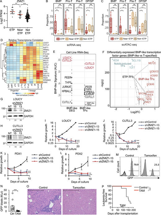 ZMIZ1 is important for human and murine immature T-ALL population growth. (A)ZMIZ1 expression according to ETP status (n = 19 ETP; n = 24; near-ETP; n = 146 not-ETP) in the TARGET database (Liu et al., 2017). Horizontal lines indicate medians. (B and C) The proportion of ETP, near-ETP, and non-ETP T-ALL blasts in four key T-cell developmental stages based on scRNA (B) and scATAC (C) projections to healthy reference. P values are based on two-sided Mann–Whitney test. BMP stage encapsulates multipotent progenitors: HSPC/LMPP/CLP/ETP. (D) Identification of LOUCY and CUTLL3 cell lines as experimental models for BMP-like blasts based on transcriptome similarity with BMP developmental subsets identified in scRNA-seq data (Xu et al., 2024). 19 T-ALL cell lines were examined. Pearson correlation was calculated for over 971 lineage-determinant genes. Row-based Z-score normalized correlations and hierarchical clustering (k = 2 nodes) are shown. Cell states with maximum correlation to LOUCY and CUTLL3 are boxed. (E) Identification of LOUCY and CUTLL3 cell lines as experimental models for BMP-like blasts using BMP-like transcriptomic signatures—BMP-119 (BMP-like DEGs) and BMP-like transcription factor (BMP-like-TFs) (Xu et al., 2024). See also Table S1. DepMap 22Q4, GSE138659, GSE59810, and GSE164928. (F) Volcano plot of significance versus log(fold change) RNA-seq expression of transcription factors in BMP-like ETP-ALLs compared to T-specified ETP-ALL blasts (Xu et al., 2024). Elevated expression of BMP-like transcription factors (red) and reduced expression of NOTCH1-induced transcription factors (blue) are highlighted. ZMIZ1 was added as a reference. (G–J) LOUCY cells (G and I) and CUTLL3 cells (H and J) were transduced with shZMIZ1 and analyzed for ZMIZ1 protein expression by western blot (G and H) or population growth assay by trypan-blue exclusion cell count; n = 3/group. (I–L) Immature T-ALL PDX cells were transduced with shZMIZ1 and analyzed for population growth by flow cytometry during co-culture on OP9-DL1 stromal cells; n = 3/group. (M–P) Representative peripheral blood GFP+ flow cytometric analysis (M), peripheral blood GFP+ blast counts (N), H&E liver sections at 10× magnification at day 131 after transplant (100 μm scale bar, O), and survival (P) were measured after transplantation of primary tumor per experimental design described in Fig. S2 A; n = 9/group (Experiment #321). Unless noted otherwise, P values were based on two-sided t tests for two samples and one-way ANOVA for more than two samples. **P < 0.01; ***P < 0.001. Source data are available for this figure: SourceData F1. Refer to the image caption for details.