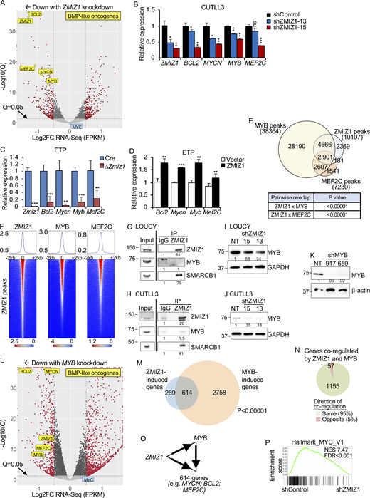 ZMIZ1 induces MYB to convergently activate coherent feedforward loops that turn on the expression of ETP-ALL oncogenes. (A) Volcano plot of significance versus log2FC of RNA-seq data between shControl and shZMIZ1-15 transduced LOUCY cells; n = 4/group. (B) qRT-PCR of the ETP-ALL oncogenes highlighted in A in CUTLL3 cells; n = 3/group. (C) qRT-PCR for murine homologs of the ETP-ALL oncogenes highlighted in A of sorted ETP cells from thymuses of Rosa26-CreERT2Zmiz1f/f mice that had been injected 72 h previously with 0.15 mg/g tamoxifen; n = 3/group. (D) qRT-PCR for murine homologs of the ETP-ALL oncogenes highlighted in A of sorted ETP cells after culturing ZMIZ1-overexpressing LMPPs on OP9-DL1 cultures as described in Fig. 2 A; n = 3/group. (E) Venn diagram showing overlaps of MYB, ZMIZ1, and MEF2C ChIP-seq datasets in LOUCY cells. GSE94000; GSE160407. P values are for both Fisher exact test and Chi-square. (F) Metagene plots and heatmaps showing overlaps of MYB, ZMIZ1, and MEF2C ChIP-seq datasets in LOUCY cells. (G and H) Co-IP assay detecting MYB protein upon ZMIZ1 pulldown in LOUCY (G) and CUTLL3 (H) cells. SMARCB1 was used as a positive control. (I and J) Western blot showing effect of ZMIZ1 shRNAs on MYB protein expression in LOUCY cells (I) and CUTLL3 cells (J). (K) Western blot showing the effect of MYB shRNA on MYB protein expression in LOUCY cells. (L) Volcano plot of significance versus log2FC of RNA-seq data between shControl and shMYB (917)-transduced LOUCY cells; n = 4/group. (M) Venn diagram showing overlap of ZMIZ1- and MYB-induced genes. P values are for both Fisher exact test and Chi-square. (N) Pie chart showing high convergence (green) and low antagonism (red) between ZMIZ1 and MYB in co-regulating gene expression. (O) Coherent feedforward circuit diagram in which ZMIZ1 induces MYB to convergently activate ETP-ALL oncogenes. (P) GSEA of ZMIZ1-induced genes showing the plot of the #1 ranked Hallmark MSigDB list (Hallmark_MYC_V1). Unless noted otherwise, P values were based on two-sided t tests for two samples and one-way ANOVA for more than two samples. *P < 0.05; **P < 0.01; ***P < 0.001. Source data are available for this figure: SourceData F3. Refer to the image caption for details.