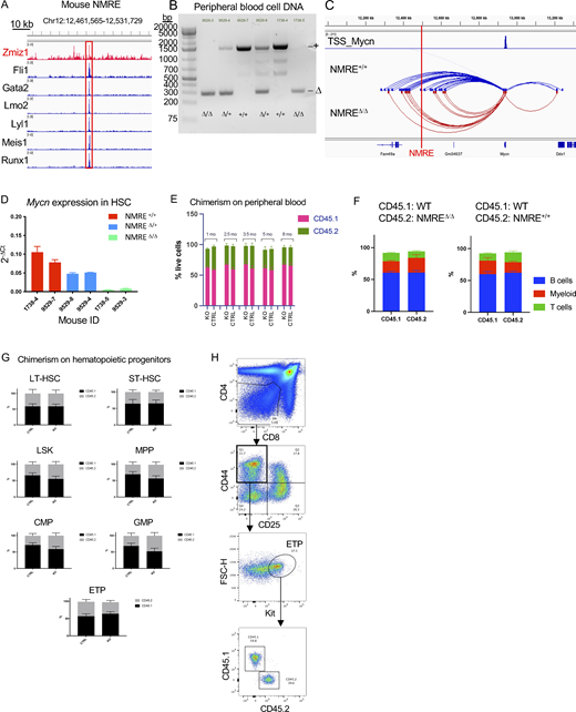 The NMRE is not essential for the development of normal ETPs or other hematopoietic progenitors. (A) ChIP-seq profiles of leukemia-associated transcription factors at the NMRE locus in transformed murine cell lines: GSM552233 (Fli1), GSM552234 (Gata2), GSM552237 (Lmo2), GSM552238 (Lyl1), GSM552239 (Meis1), GSM552241 (Runx1), and ENCSR000ESE (Zmiz1). (B) DNA electrophoresis showing homozygous (Δ/Δ) or heterozygous (Δ/+) deletion of an 865bp NMRE fragment obtained by crossing Vav1-Cre mice with conditional NMRE-deficient mice. (C) Virtual 4-C tracks at the Mycn locus representing the loops identified by Hi-C in sorted LSKs from NMREΔ/Δ (n = 3) and NMRE+/+ (n = 3) mice. The red vertical line indicates the location of the NMRE. (D) qRT-PCR for Mycn expression in LT-HSC (Lin−Sca-1+Kit+CD150+CD48−) sorted from Mycn-deficient mice described in B. (E–H) Recipient mice received NMRE WT (n = 4) and KO (n = 5) CD45.2+ BM, competing with WT CD45.1+ cells and analyzed at 8 mo from transplantation; n = 4 and 5/group. (E) Peripheral blood chimerism of all blood cells over time. (F) Peripheral blood chimerism of T-cell, myeloid, and B-cell compartments at 5 mo from transplantation. (G) Chimerism of BMP and ETP compartments at sacrifice, 8 mo from transplantation. (H) Representative flow cytometry plots to detect chimerism of ETP compartment. Source data are available for this figure: SourceData F6. Refer to the image caption for details.