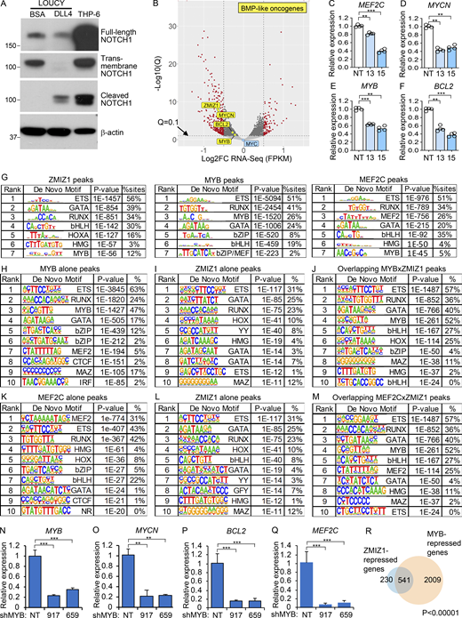 ZMIZ1 and MYB promote the expression of BMP-like oncogenes in normal and malignant ETPs. (A) Western blot of NOTCH1-derived polypeptides in LOUCY cells shows that the NOTCH1 receptor is inactive but poised to activate when engaged with ligand DLL4. (B) Volcano plot of significance versus log2FC of RNA-seq data between shControl and shZMIZ1-13 transduced LOUCY cells; n = 4/group. (C–F) qRT-PCR validation of the ETP-ALL oncogenes highlighted in Fig. 3 A; n = 4/group. (G) HOMER de novo motif analyses of ZMIZ1, MYB, and MEF2C ChIP-seq peaks showing the top seven motifs ranked by P value. (H–J) Motif analyses of MYB and ZMIZ1 peaks grouped as MYB alone (H), ZMIZ1 alone (I), and overlapping peaks (J). (K–M) Motif analyses of MEF2C and ZMIZ1 peaks grouped as MEF2C alone (K), ZMIZ1 alone (L), and overlapping peaks (M). (N–Q) qRT-PCR validation of the BMP-like oncogenes highlighted in Fig. 3 L; n = 4/group. (R) Venn diagram showing overlap of ZMIZ1- and MYB-repressed genes. P values are for both Fisher exact test and Chi-square. Unless noted otherwise, P values were based on one-way ANOVA. **P < 0.01; ***P < 0.001. Source data are available for this figure: SourceData FS3. Refer to the image caption for details.
