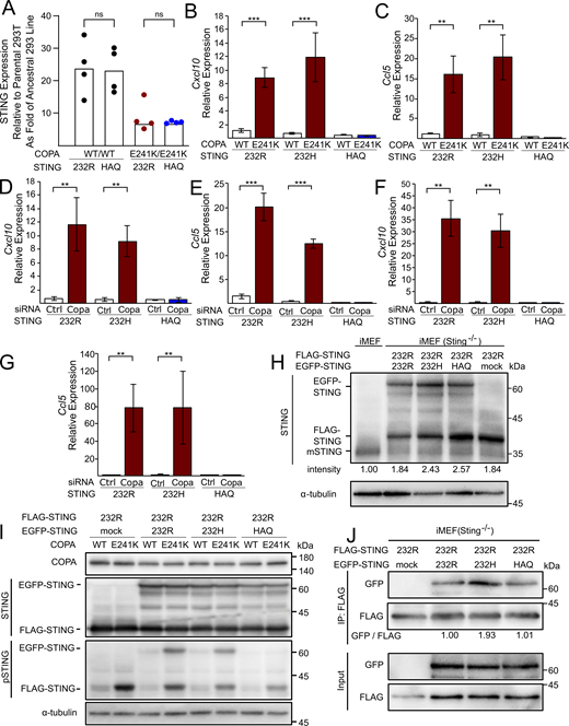 Supplemental figure for cell line models. (A)STING1 expression was evaluated in 293T cells with WT or CRISPR-edited mutant (E241K) COPA transduced with 232R or HAQ STING. Relative expression to parental 293T cell lines was determined and divided by 29.9 to obtain fold stimulation of STING1 relative to the ancestral 293 line per Reus et al. (2020). Bars represent medians of four independent experiments. Statistical testing was performed via Friedman test (P = 0.0069) with Dunn’s multiple comparisons within COPA genotypes (P > 0.999). ns indicates not significant (P > 0.05). Sting1 knockout MEFs were reconstituted with human 232R, 232H, or HAQ STING and transduced with WT or mutant (E241K) Copa. (B and C) Transcription of inflammatory chemokines Cxcl10 (B) and Ccl5 (C) was increased in the presence of 232R and 232H but not HAQ STING. (D and E)Sting1 knockout MEFs reconstituted with human 232R, 232H, or HAQ STING and treated with Copa-specific siRNA showed increased Cxcl10 (D) and Ccl5 (E) transcription in the presence of 232R and 232H but not HAQ STING. Sting1 and cGAMP synthetase (cGAS) double knock out MEFs were reconstituted with human 232R, 232H, or HAQ STING and treated with Copa-specific siRNA. (F and G) Transcription of Cxcl10 (F) and Ccl5 (G) seen in Copa knockdown cells transduced with 232R or 232H STING is independent of cGAS production of the mammalian STING ligand cGAMP. For B–F, bars represent mean and error bars standard deviation of three independent experiments. Statistical testing performed via Student’s unpaired t test. ** indicates P < 0.01, *** indicates P < 0.001. (H)Sting1 knockout MEFs were reconstituted with human (major allele) 232R plus 232R, 232H, or HAQ STING. Endogenous expression of mouse STING shown in first lane of the immunoblot, with densitometric analysis (summed intensity of human STING alleles relative to mouse STING) showing mild STING overexpression in transduced cells. (I) 293T cells were transfected with plasmids encoding EGFP-tagged human STING, FLAG-tagged 232R human STING, and COPA (WT or E241K). Cell lysates were analyzed by western blot, demonstrating absence of HAQ STING phosphorylation in the context of mutant COPA as well as reduced phosphorylation of co-expressed 232R STING. (J) Immunoprecipitation (IP) of 232R STING was performed in dual human STING containing MEFs, demonstrating co-immunoprecipitation of 232R (major allele) with 232R, 232H, and HAQ alleles. For H–J, representative immunoblots of three independent experiments are shown. iMEF = immortalized MEFs. Source data are available for this figure: SourceData FS2. Refer to the image caption for details.