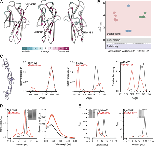 Protein modeling, dynamics simulation, and functional studies. (A) Evolutionary conservation analysis mapped onto the predicted protein structures. (B) The effect of HMCN1 variants on protein stability was calculated by FoldX (ΔΔG). All three variants are predicted to destabilize the protein substantially. (C) A scheme of an Ig tandem used for MD simulations is presented (left panel). Each of the Ig domains bearing a variant along with the two flanking Ig domains was modeled (with and without the deleterious variant) and used to run 250-ns MD simulations while measuring the interdomain angle as indicated in the left panel. The frequency distribution of the interdomain angle along the simulation trajectories is shown. Black curves denote the WT proteins, while the red curves denote the mutants as indicated. Note that the amino acid substitution causes significant deviations from the straight axis of the constructs harboring the Ig38 and Ig40 Ig domains compared to WT. (D) Structural studies of hemicentin-1 Ig27 domain are presented (each experiment was repeated three times). The left panel shows the elution profiles from size-exclusion chromatography for Ig27 WT (black) and mutant (red) domains. Inset, SDS-PAGE of purified Ig27-WT and Ig27-Gly2939Ser; molecular masses in kDa are indicated to the left. Note that the mutant domain shows an apparent larger molecular weight compared to WT. The right panel shows tryptophan fluorescence analysis of Ig27 WT (black) and mutant (red) domains, revealing a significant shift in emission wavelength and amplitude of the mutant domain as compared with the WT domain. (E) Purified Ig38 and Ig40 WT and mutants (p.Ala3969Thr and p.His4084Tyr, respectively) domains were analyzed by size exclusion chromatography (each experiment was repeated three times). Inset, SDS-PAGE analysis; molecular masses in kDa are indicated to the left. Note the reduced amount of Ig38 and absent Ig40 protein, as corroborated by the nickel exclusion chromatography data (Fig. S1). Source data are available for this figure: SourceData F2.