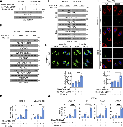 PCK1 suppresses cGAS-STING activation upon hypoxia in an enzymatic-dependent manner. (A) BT-549 and MDA-MB-231 cells expressing PCK1 shRNA with reconstituted expression of Flag-rPCK1 WT or C288S mutant were harvested for immunoblotting analyses. (B) BT-549 cells and MDA-MB-231 cells expressing PCK1 shRNA with reconstituted expression of Flag-rPCK1 WT or C288S mutant treated with or without hypoxia for 2 h were harvested for IP and immunoblotting analyses as indicated. (C) BT-549 cells expressing PCK1 shRNA with reconstituted expression of Flag-rPCK1 WT or C288S mutant treated with or without hypoxia for 6 h were prepared for IF analyses as indicated (upper). Scale bar, 20 μm. The co-localization coefficients between the indicated proteins in the presence or absence of hypoxia are shown (lower). At least 10 cells from each independent experiment were analyzed, and the representative data are shown (n = 6 biological experiments). (D) BT-549 cells and MDA-MB-231 cells expressing PCK1 shRNA with reconstituted expression of Flag-rPCK1 WT or C288S mutant treated with or without hypoxia for 6 h were harvested for immunoblotting analyses as indicated. (E) BT-549 cells expressing PCK1 shRNA with reconstituted expression of Flag-rPCK1 WT and C288S protein treated with or without hypoxia for 6 h were prepared for IF analyses as indicated (upper). Scale bar, 20 μm. The co-localization coefficients between the indicated proteins in the presence or absence of hypoxia are shown (lower). At least 10 cells from each independent experiment were analyzed, and the representative data are shown (n = 6 biological experiments). (F) BT-549 cells and MDA-MB-231 cells expressing PCK1 shRNA with reconstituted expression of Flag-rPCK1 WT and C288S protein were transiently transfected with vectors expressing β-galactosidase and an IFN-β luciferase reporter. 24 h later, the aforementioned cells treated with or without hypoxia for 6 h were harvested for luciferase assay, and the relative IFN-β luciferase activity after normalization to β-galactosidase activity is shown (n = 4 biological experiments). (G) BT-549 cells expressing PCK1 shRNA with reconstituted expression of Flag-rPCK1 WT and C288S protein with or without hypoxia for 12 h were harvested for qPCR analyses to measure CXCL10, IL6, IFNB1, and IFNA4 mRNA levels (n = 6 biological experiments). Experiments (A, B, and D) were repeated three times independently with similar results, and the representative data are shown. Statistical significance was determined by two-tailed Student’s t test (C and E–G). Data are the mean ± SD; **P < 0.001 and ***P < 0.0001. Source data are available for this figure: SourceData F3. Refer to the image caption for details.