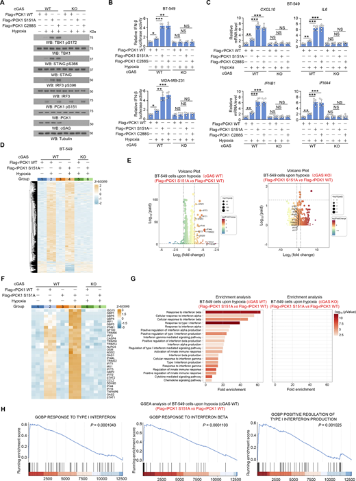 PCK1 S151 phosphorylation attenuates hypoxia-induced IFN-I signaling in a cGAS-dependent manner. (A) Parental and cGAS-KO BT-549 cells expressing PCK1 shRNA with reconstituted expression of Flag-rPCK1 WT or Flag-rPCK1 mutants treated with or without hypoxia for 6 h were harvested for immunoblotting analyses as indicated. (B) Parental and cGAS-KO BT-549 cells (upper) and MDA-MB-231 cells (lower) expressing PCK1 shRNA with reconstituted expression of Flag-rPCK1 WT or Flag-rPCK1 mutants were transiently transfected with vectors expressing β-galactosidase and an IFN-β luciferase reporter. 24 h later, the aforementioned cells treated with or without hypoxia for 6 h were harvested for luciferase assay, and the relative IFN-β luciferase activity after normalization to β-galactosidase activity is shown (n = 4 biological experiments). (C) Parental and cGAS-KO BT-549 cells expressing PCK1 shRNA with reconstituted expression of Flag-rPCK1 WT or Flag-rPCK1 mutants treated with or without hypoxia for 12 h were harvested for qPCR analyses to measure CXCL10, IL6, IFNB1, and IFNA4 mRNA levels (n = 6 biological experiments). (D) Parental and cGAS-KO BT-549 cells expressing PCK1 shRNA with reconstituted expression of Flag-rPCK1 WT or S151A mutant treated with or without hypoxia for 12 h were harvested for bulk RNA-seq analyses. Heatmap represents differentially expressed genes in the indicated groups (n = 3 biological experiments). (E and F) Parental (E) and cGAS-KO (F) BT-549 cells expressing PCK1 shRNA with reconstituted expression of the Flag-rPCK1 WT or S151A mutant treated with hypoxia for 12 h. Volcano plot showing the differentially expressed genes between the indicated groups (absolute log2 fold change >1; P < 0.05) (n = 3 biological experiments). (F) Parental and cGAS-KO BT-549 cells expressing PCK1 shRNA with reconstituted expression of Flag-rPCK1 WT or S151A mutant treated with or without hypoxia for 12 h. The differently expressing ISGs in the indicated groups were identified using transcriptomic data in D and presented as the heatmap plot (n = 3 biological experiments). (G) Parental (left) or cGAS KO (right) BT-549 cells expressing PCK1 shRNA with reconstituted expression of the Flag-rPCK1 WT or S151A mutant treated with hypoxia for 12 h. Functional enrichment (GO and KEGG) analyses of IFN-I–associated pathways enriched between the indicated groups were identified using transcriptomic data in D (n = 3 biological experiments). (H) Parental (left) or cGAS KO (right) BT-549 cells expressing PCK1 shRNA with reconstituted expression of the Flag-rPCK1 WT or S151A mutant treated with hypoxia for 12 h. Gene set enrichment analysis (GSEA) showing the representative IFN-I–associated pathways enriched between the indicated groups were identified using transcriptomic data in D (n = 3 biological experiments). The experiment (A) was repeated three times independently with similar results, and the representative data are shown. Statistical significance was determined by two-tailed Student’s t test (B and C). Data are the mean ± SD; *P < 0.05, **P < 0.001, and ***P < 0.0001; NS, not significant. Source data are available for this figure: SourceData F4. Refer to the image caption for details.