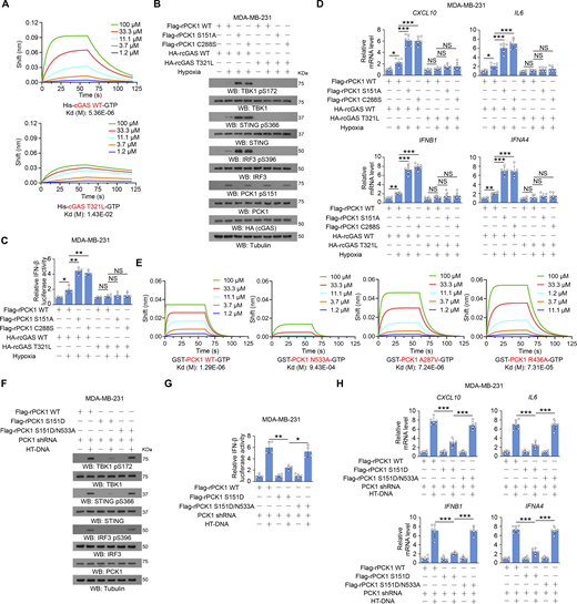 The GTP-binding affinity of PCK1 and cGAS is indispensable for PCK1 S151 phosphorylation–mediated cGAS-STING inhibition. (A) BLI was used to test the interaction of GTP to recombinant His-cGAS WT or His-cGAS T321L. Sensors were loaded with biotinylated His-cGAS WT or His-cGAS T321L proteins. (B) MDA-MB-231 cells expressing PCK1 shRNA and cGAS shRNA with reconstituted expression of the indicated PCK1 or cGAS proteins treated with or without hypoxia for 6 h were harvested for immunoblotting analyses as indicated. (C) MDA-MB-231 cells expressing PCK1 shRNA and cGAS shRNA with reconstituted expression of the indicated PCK1 or cGAS proteins were transiently transfected with vectors expressing β-galactosidase and an IFN-β luciferase reporter. 24 h later, the aforementioned cells treated with or without hypoxia for 6 h were harvested for luciferase assay, and the relative IFN-β luciferase activity after normalization to β-galactosidase activity is shown (n = 4 biological experiments). (D) MDA-MB-231 cells expressing PCK1 shRNA and cGAS shRNA with reconstituted expression of the indicated PCK1 or cGAS proteins treated with or without hypoxia for 12 h were harvested for qPCR analyses to measure CXCL10, IL6, IFNB1, and IFNA4 mRNA levels (n = 6 biological experiments). (E) BLI was used to test the interaction of GTP to recombinant GST-PCK1 WT or GST-PCK1 N533A, A287V, or R436A mutants. Sensors were loaded with biotinylated GST-PCK1 WT or GST-PCK1 N533A, A287V, or R436A proteins. (F) MDA-MB-231 cells expressing PCK1 shRNA with reconstituted expression of the indicated PCK1 proteins transfected with or without 2 μg/ml HT-DNA for 6 h were harvested for immunoblotting analyses as indicated. (G) MDA-MB-231 cells expressing PCK1 shRNA with reconstituted expression of Flag-rPCK1 WT or Flag-rPCK1 mutants were transiently transfected with vectors expressing β-galactosidase and an IFN-β luciferase reporter. 24 h later, the aforementioned cells treated with or without 2 μg/ml HT-DNA for 6 h were harvested for luciferase assay, and the relative IFN-β luciferase activity after normalization to β-galactosidase activity is shown (n = 4 biological experiments). (H) MDA-MB-231 cells expressing PCK1 shRNA with reconstituted expression of Flag-rPCK1 WT or Flag-rPCK1 mutants treated with or without 2 μg/ml HT-DNA for 12 h were harvested for qPCR analyses to measure CXCL10, IL6, IFNB1, and IFNA4 mRNA levels (n = 6 biological experiments). Experiments (A, B, E, and F) were repeated three times independently with similar results, and the representative data are shown. Statistical significance was determined by two-tailed Student’s t test (C, D, G, and H). Data are the mean ± SD; *P < 0.05, **P < 0.001, and ***P < 0.0001; NS, not significant. Source data are available for this figure: SourceData F7. Refer to the image caption for details.