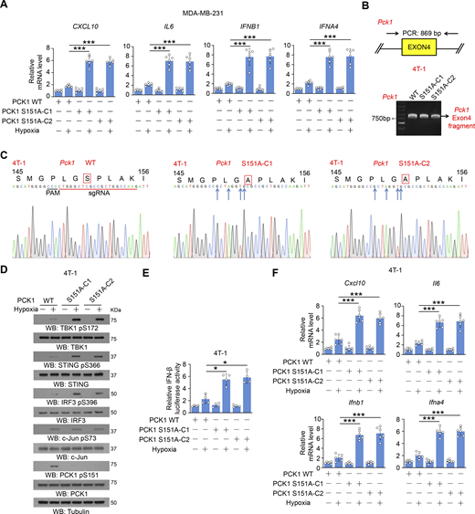 PCK1 S151 phosphorylation attenuates hypoxia-mediated activation of cGAS-STING pathway. (A) Parental MDA-MB-231 cells and the indicated clones with knock-in expression of PCK1 S151A mutants treated with or without hypoxia for 12 h were harvested for qPCR analyses to measure CXCL10, IL6, IFNB1, and IFNA4 mRNA levels (n = 6 biological experiments). (B) Genomic DNA was extracted from two individual clones of parental 4T-1 cells with knock-in expression of PCK1 S151A. PCR products amplified from the indicated DNA fragments were separated on an agarose gel. (C) Sequencing of parental 4T-1 cells and the individual clones of parental cells with knock-in expression of PCK1 S151A. The red line indicates the sgRNA-targeting sequence. The black line indicates the protospacer adjacent motif (PAM). Blue arrows indicate mutated nucleotides. A mutated amino acid and its WT counterpart are indicated by the solid red box. (D) Parental 4T-1 cells and the indicated clones with knock-in expression of PCK1 S151A mutants treated with or without hypoxia for 6 h were harvested for immunoblotting analyses as indicated. (E) Parental 4T-1 cells and the indicated clones with knock-in expression of PCK1 S151A mutants were transiently transfected with vectors expressing β-galactosidase and an IFN-β luciferase reporter. 24 h later, the aforementioned cells treated with or without hypoxia for 6 h were harvested for luciferase assay, and the relative IFN-β luciferase activity after normalization to β-galactosidase activity is shown (n = 4 biological experiments). (F) Parental 4T-1 cells and the indicated clones with knock-in expression of PCK1 S151A mutants treated with or without hypoxia for 12 h were harvested for qPCR analyses to measure Cxcl10, Il6, Ifnb1, and Ifna4 mRNA levels (n = 6 biological experiments). Experiments (D) were repeated three times independently with similar results, and the representative data are shown. Data are representative of as mean ± SD. Statistical significance was determined by two-tailed Student’s t test (A, E, and F); *P < 0.05 and ***P < 0.0001. Source data are available for this figure: SourceData FS2. Refer to the image caption for details.