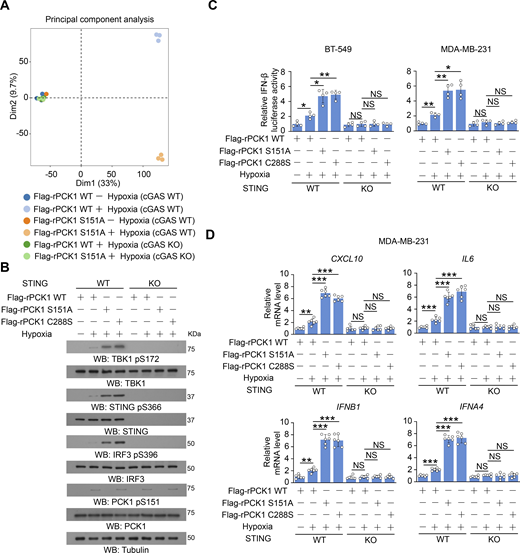 The inhibitory effect of PCK1 S151 phosphorylation on IFN-I depends on cGAS-STING pathway. (A) Parental and cGAS-KO BT-549 cells expressing PCK1 shRNA with reconstituted expression of Flag-rPCK1 WT or S151A mutant treated with or without hypoxia for 12 h were harvested for bulk RNA-seq analyses. Principal component analysis of the variance-stabilized estimated raw counts of differentially expressed genes in the cells from six groups as indicated (n = 3). (B) Parental or STING-KO BT-549 cells expressing PCK1 shRNA with reconstituted expression of Flag-rPCK1 WT or Flag-rPCK1 mutants treated with or without hypoxia for 6 h were harvested for immunoblotting analyses as indicated. (C) Parental or STING-KO BT-549 and MDA-MB-231 cells expressing PCK1 shRNA with reconstituted expression of Flag-rPCK1 WT or Flag-rPCK1 mutants, which were transiently transfected with vectors expressing β-galactosidase and an IFN-β luciferase reporter. 24 h later, the aforementioned cells treated with or without hypoxia for 6 h were harvested for luciferase assay, and the relative IFN-β luciferase activity after normalization to β-galactosidase activity is shown (n = 4 biological experiments). (D) Parental or STING-KO MDA-MB-231 cells expressing PCK1 shRNA with reconstituted expression of Flag-rPCK1 WT or Flag-rPCK1 mutants treated with or without hypoxia for 12 h were harvested for qPCR analyses to measure CXCL10, IL6, IFNB1, and IFNA4 mRNA levels (n = 6 biological experiments). The experiment (B) was repeated three times independently with similar results, and the representative data are shown. Data are representative of as mean ± SD. Statistical significance was determined by two-tailed Student’s t test (C and D); *P < 0.05, **P < 0.001, and ***P < 0.0001; NS, not significant. Source data are available for this figure: SourceData FS3. Refer to the image caption for details.