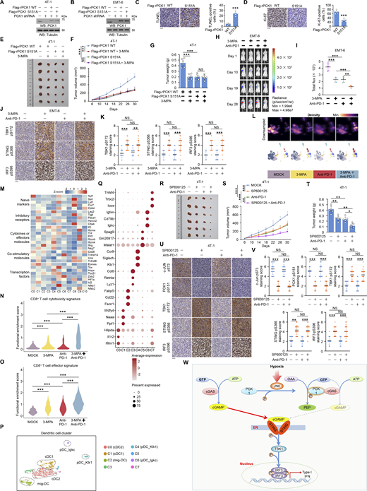 Disruption of JNK-mediated PCK1 S151 phosphorylation using 3-MPA or JNK1/2 inhibitor elevates the anti-tumor effect of anti–PD-1 antibody. (A and B) 4T-1 cells (A) or EMT-6 cells (B) expressing mouse PCK1 shRNA with reconstituted expression of the indicated mouse PCK1 proteins were harvested for immunoblotting analyses as indicated. (C) TUNEL analyses of 4T-1 tumors expressing mouse PCK1 shRNA with reconstituted expression of Flag-rmPCK1 WT or S151A mutant were performed (left). Scale bar, 50 μm. Apoptotic cells were stained brown and quantified (right) (n = 6 per group). (D) IHC analyses of 4T-1 tumors expressing mouse PCK1 shRNA with reconstituted expression of Flag-rmPCK1 WT or S151A mutant were performed with an anti-Ki67 antibody. Representative staining images are shown (left). Scale bar, 50 μm. Ki67-positive cells were quantified (right) (n = 6 per group). (E–G) 4T-1 cells expressing mouse PCK1 shRNA with reconstituted expression of Flag-rmPCK1 WT or S151A mutant (1 × 106) were injected into the mammary fat pad of female BALB/c mice treated with or without 3-MPA hydrochloride. The mice were euthanized and examined for tumor growth 30 days after injection (E), tumor volumes were calculated (F), and tumors were weighed (G) (n = 6 per group). (H and I) Representative bioluminescence images from the indicated days after the orthotopical injection of EMT-6 luciferase-expressing cells (1 × 106) into the mammary fat pad of female BALB/c mice treated with control, 3-MPA, anti–PD-1 antibody, or the combination (H). The quantification of the bioluminescence imaging is shown (I) (n = 6 per group). (J and K) IHC analyses of the indicated xenograft tumor samples in H were performed with the indicated antibodies. Representative staining images are shown (J), and staining scores for the indicated tumor samples were compared (K). Scale bar, 50 μm. The indicated staining scores were quantified in n = 18 microscopic fields. (L–Q) BALB/c mice bearing 4T-1 tumors were treated with or without 3-MPA hydrochloride, anti–PD-1 antibody, or the combination. Intratumoral cells were harvested for scRNA-seq analyses. Cell density plots (L) and selected marker genes expressed by indicated sub-clustering of CD8+ T cells (M) were shown. Enrichment analyses of T cell cytotoxicity (N) and effector (O) signature in CD8+ T cell cluster and UMAP analyses of infiltrating cDC1 subpopulations (P), colored by expression module score of a DC signature (Q), were performed. (R–T) BALB/c mice bearing 4T-1 tumors treated with or without SP600125, anti–PD-1 antibody, or the combination. The mice were euthanized and examined for tumor growth 30 days after injection (R), tumor volumes were calculated (S), and tumors were weighed (T) (n = 6 per group). (U and V) IHC analyses of indicated tumor samples in R were performed with the indicated antibodies. Representative staining images are shown (U), and staining scores for the indicated tumor samples were compared (V). Scale bar, 50 μm. The indicated staining scores were quantified in n = 18 microscopic fields. (W) A schematic model showing PCK1 inhibits cGAS-STING activation by metabolic consumption of GTP to promote tumor immune evasion. Data are representative of as mean ± SD. Statistical significance was determined by two-tailed Student’s t test (C, D, G, I, K, T, and V), two-way ANOVA, followed by Tukey’s test (F and S); *P < 0.05, **P < 0.001, and ***P < 0.0001; NS, not significant. Source data are available for this figure: SourceData FS5. Refer to the image caption for details.