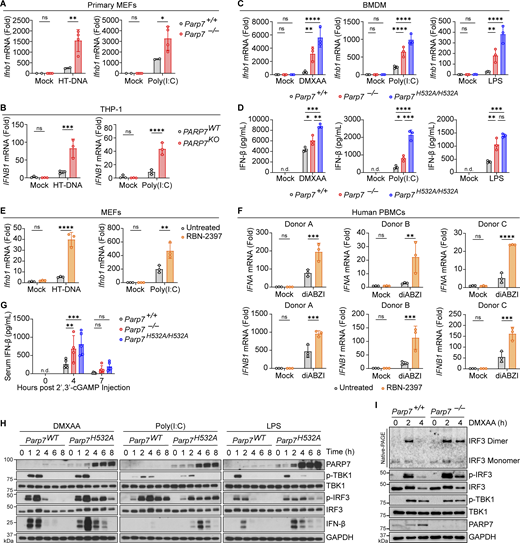PARP7 is a negative feedback ISG that inhibits IFN-I production. (A) Primary MEFs from WT and Parp7−/− littermates stimulated with HT-DNA (transfected; 1 μg/ml, 6 h) or Poly(I:C) (transfected; 1 μg/ml, 6 h). (B) qRT-PCR analysis of IFNB1 expression in PARP7WT and PARP7KO THP-1 cells stimulated with HT-DNA (transfected; 1 μg/ml, 6 h) or Poly(I:C) (transfected; 1 μg/ml, 6 h). (C) qRT-PCR analysis of Ifnb1 expression in WT, Parp7−/−, and Parp7H532A/H532A BMDM stimulated with DMXAA (10 μg/ml, 4 h), Poly(I:C) (transfected; 1 μg/ml, 6 h), or LPS (100 ng/ml, 4 h). (D) ELISA analysis of mouse IFN-β in the supernatant of WT, Parp7−/−, and Parp7H532A/H532A BMDM stimulated with DMXAA (10 μg/ml, 8 h), Poly(I:C) (transfected; 1 μg/ml, 8 h), or LPS (100 ng/ml, 8 h). (E) qRT-PCR analysis of Ifnb1 in WT MEFs pre-treated with or without RBN-2397 (1 μM, 2 h) followed by stimulation with HT-DNA (transfected; 1 μg/ml, 6 h) or Poly(I:C) (transfected; 1 μg/ml, 6 h). (F) qRT-PCR analysis of IFNA and IFNB1 expression in human PBMCs pre-treated with or without RBN-2397 (1 μM, 2 h) followed by stimulation with diABZI (500 nM, 4 h). (G) ELISA analysis of mouse IFN-β in the serum of in WT (n = 5), Parp7−/− (n = 4), and Parp7H532A/H532A (n = 5) mice at indicated time points after i.p. injection of 10 mg/kg 2′,3′-cGAMP. (H) Western blot time course analysis of signaling kinetics in WT and Parp7H532A/H532A BMDM stimulated with DMXAA (10 μg/ml), Poly(I:C) (transfected; 1 μg/ml), or LPS (100 ng/ml). (I) Native-PAGE analysis of IRF3 dimer and western blot analysis of signaling events in WT and Parp7−/− MEFs stimulated with DMXAA (10 μg/ml) at indicated time points. Data are shown as mean ± SD. P values were determined by two-way ANOVA (A–C and E–G) or one-way ANOVA (D). *P < 0.05, **P < 0.01, ***P < 0.001, ****P < 0.0001, and ns, not significant. All data are representative of at least three independent experiments. Source data are available for this figure: SourceData F2.