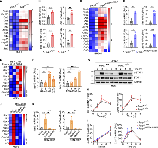 PARP7 loss-of-function increases tonic IFN-I signaling. (A) A heat map showing the tonic expression of various ISGs in WT and Parp7−/− MEFs. (B) Representative bar graphs of individual ISGs from A. (C) A heat map showing the tonic expression of various ISGs in WT and Parp7H532A/H532A BMDM. (D) Representative bar graphs of individual ISGs from C. (E) A heat map showing the expression of various ISGs in MEFs treated with RBN-2397 (1 μM) for indicated time points. (F) Representative bar graphs of individual ISGs from E. (G) Western blot analysis of p-STAT1 and STAT1 in WT and Parp7−/− MEFs stimulated with recombinant murine IFN-β (10 ng/ml) for indicated time points. (H) Expression of Isg15 and Usp18 in WT and Parp7−/− MEFs stimulated with recombinant murine IFN-β (10 ng/ml) for indicated time points. (I) Expression of Isg15 and Cxcl10 in WT and Parp7H532A/H532A BMDM stimulated with recombinant murine IFN-β (10 ng/ml) for indicated time points. (J) A heat map showing the expression of various ISGs in MEFs treated with RBN-2397 (1 μM, 24 h) following siRNA knockdown of Irf3 or Luc (control). (K) Representative bar graphs of individual ISGs from J. Data are shown as mean ± SD. P values were determined by Student’s t test (B and D), one-way ANOVA (F and K), or two-way ANOVA (H and I). *P < 0.05, **P < 0.01, ***P < 0.001, ****P < 0.0001, and ns, not significant. All data are representative of three independent experiments. Source data are available for this figure: SourceData F3. Refer to the image caption for details.