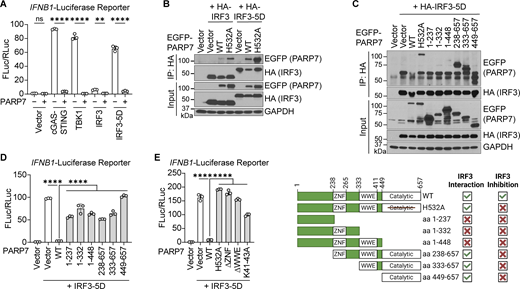PARP7 inhibits IFN-I production by targeting IRF3. (A) Quantification of luciferase activity in HEK293T cells transfected with IFNB1 firefly luciferase, TK-Renilla luciferase, EGFP-PARP7, and other indicated plasmids for 24 h. (B) Co-immunoprecipitation analysis of IRF3:PARP7 interaction. HEK293T cells were transfected with HA-IRF3 or HA-IRF3-5D and EGFP-PARP7 or EGFP-PARP7-H532A, followed by IP with HA antibody and blotted with the indicated antibodies. (C) Co-immunoprecipitation analysis of IRF3:PARP7 truncation mutants’ interaction. HEK293T cells were transfected with HA-IRF3-5D and EGFP-PARP7 truncation mutants followed, by IP with HA antibody and blotted with indicated antibodies. A schematic diagram shows the PARP7 truncation mutants and summary of mutant activity. (D) Quantification of luciferase activity in HEK293T cells transfected with IFNB1 firefly luciferase, TK-Renilla luciferase, HA-IRF3-5D, and various EGFP-PARP7 truncation mutants for 24 h. (E) Quantification of luciferase activity in HEK293T cells transfected with IFNB1 firefly luciferase, TK-Renilla luciferase, HA-IRF3-5D, and various EGFP-PARP7 mutants for 24 h. Data are shown as mean ± SD. P values were determined by one-way ANOVA (A, D, and E). *P < 0.05, **P < 0.01, ***P < 0.001, ****P < 0.0001, and ns, not significant. Data are representative of at least three independent experiments. Source data are available for this figure: SourceData F6. Refer to the image caption for details.